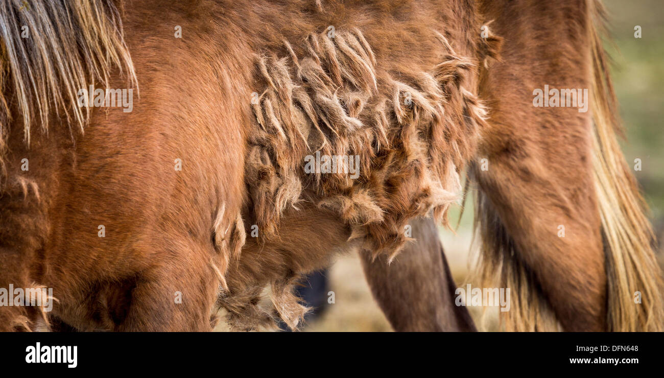Winter coat of Icelandic Horse, Iceland Stock Photo
