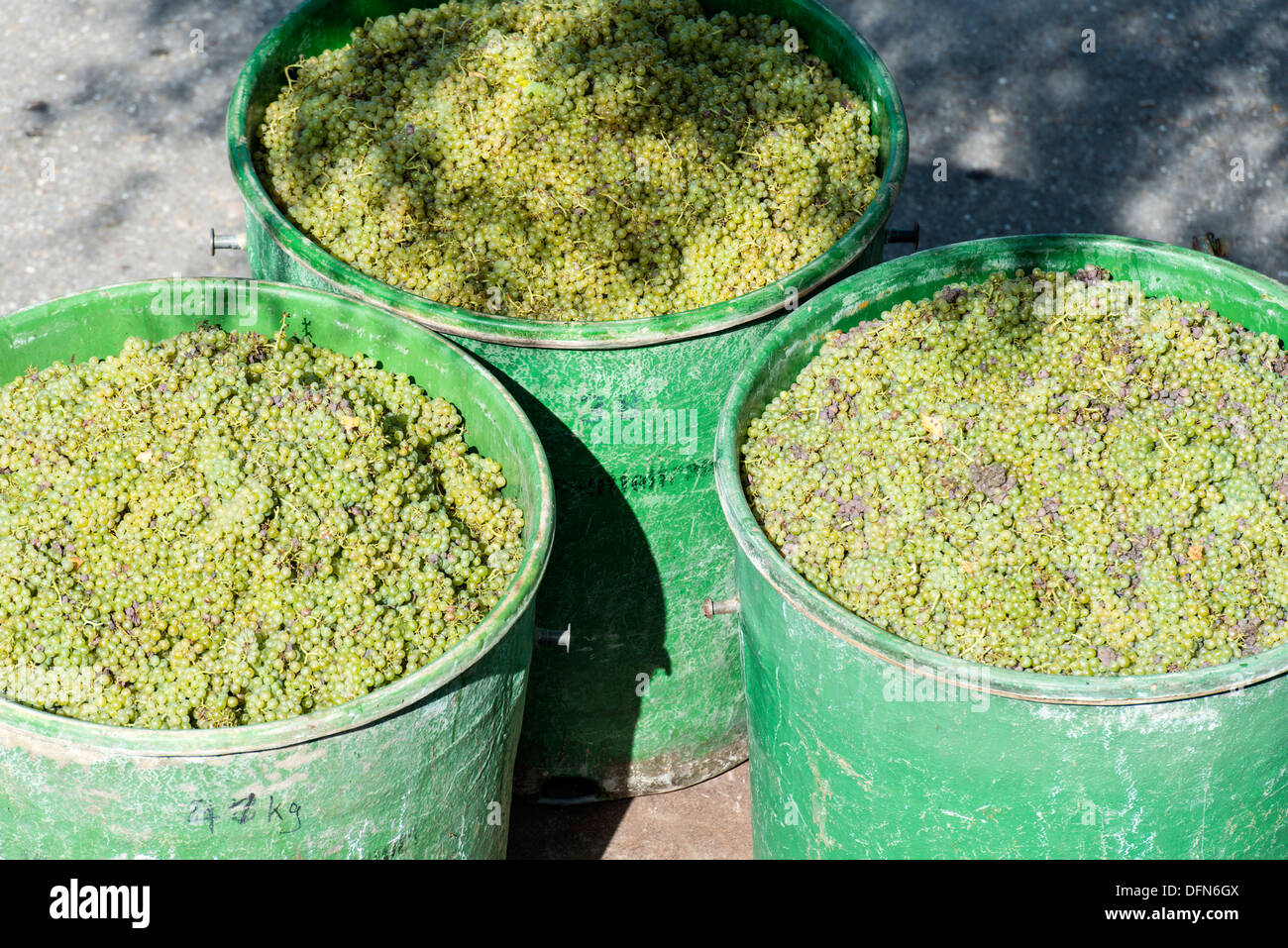 Containers Full Of White Grapes On The Trailer By Harvest Time Stock