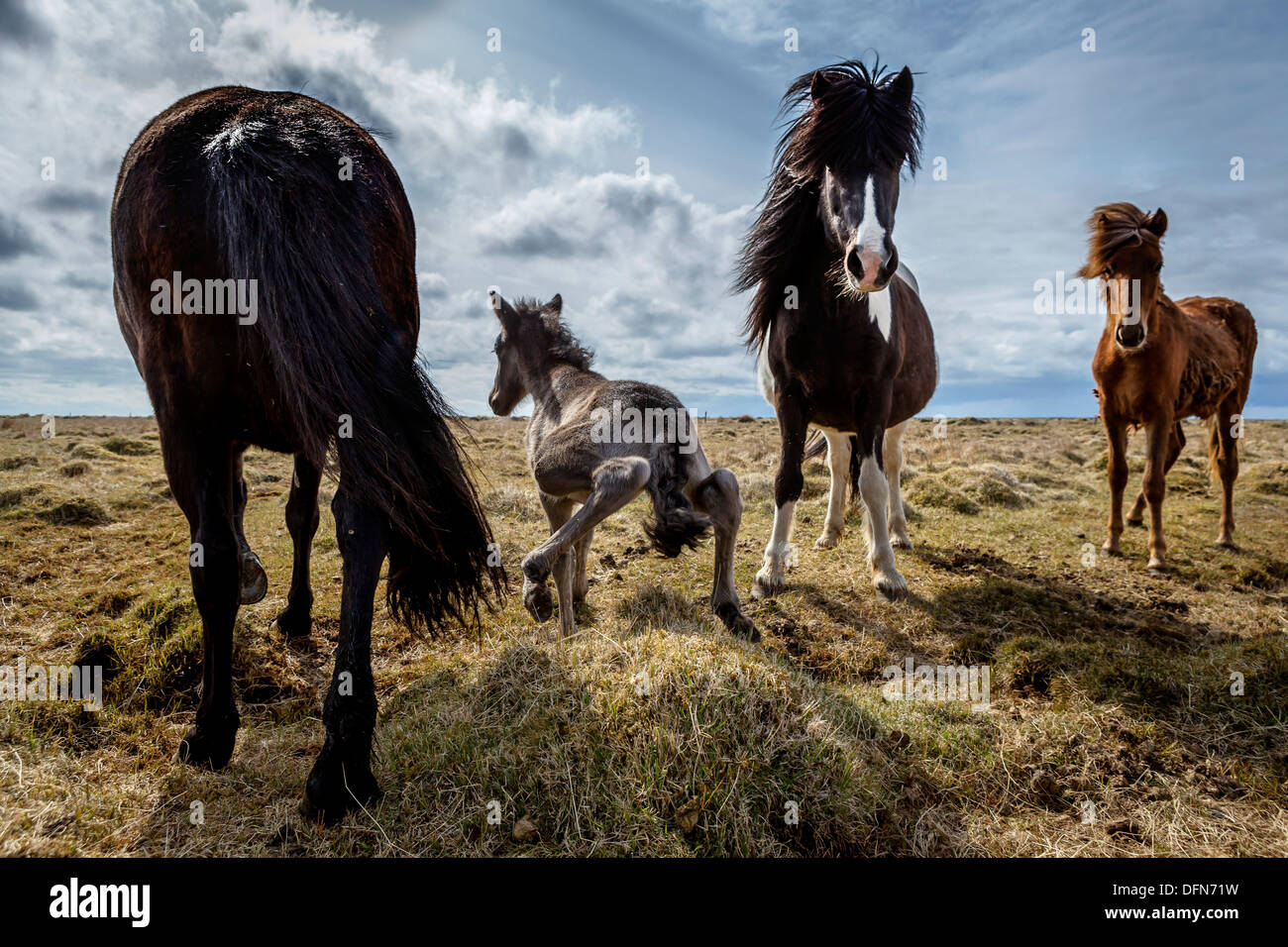 Newborn Foal Taking His First Steps Iceland Iceland Purebred Horse Stock Photo Alamy