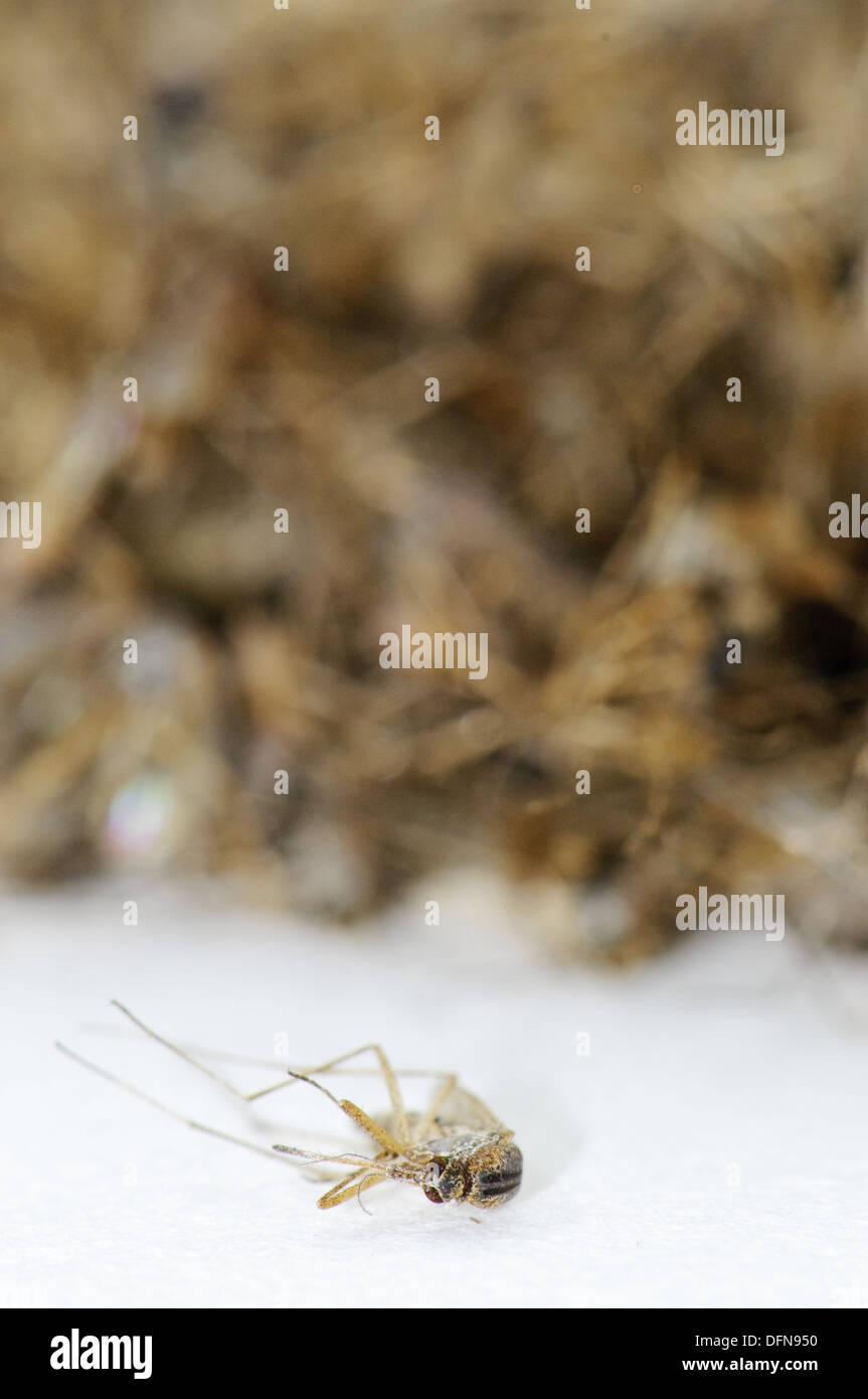 Pile of dead Aedes caspius mosquitoes, Spain Stock Photo Alamy