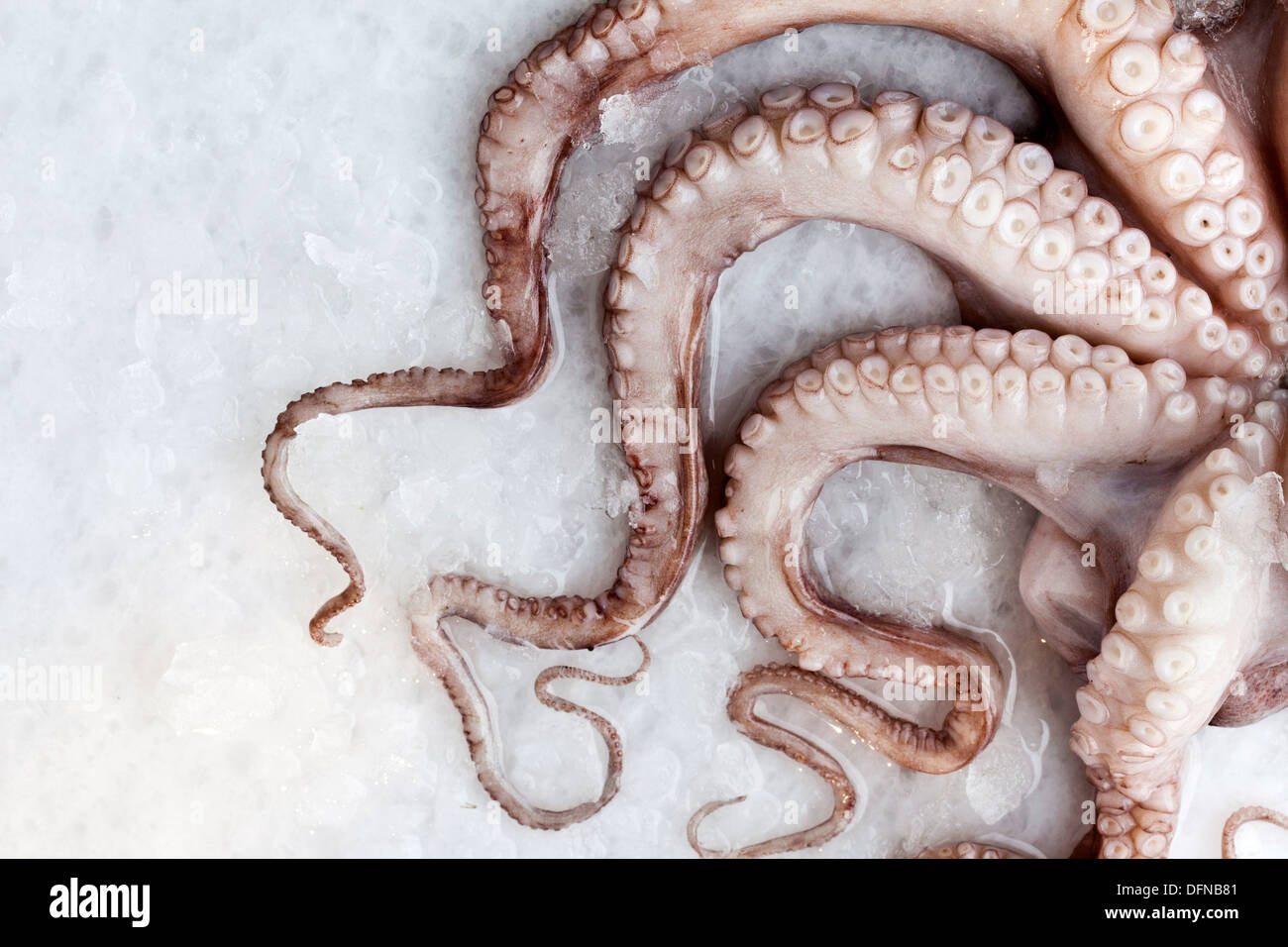 Complete raw octopus on ice Stock Photo Alamy