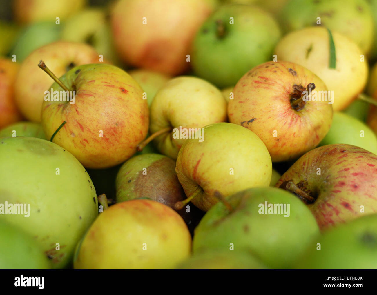 close up of picked apples in autumn Stock Photo