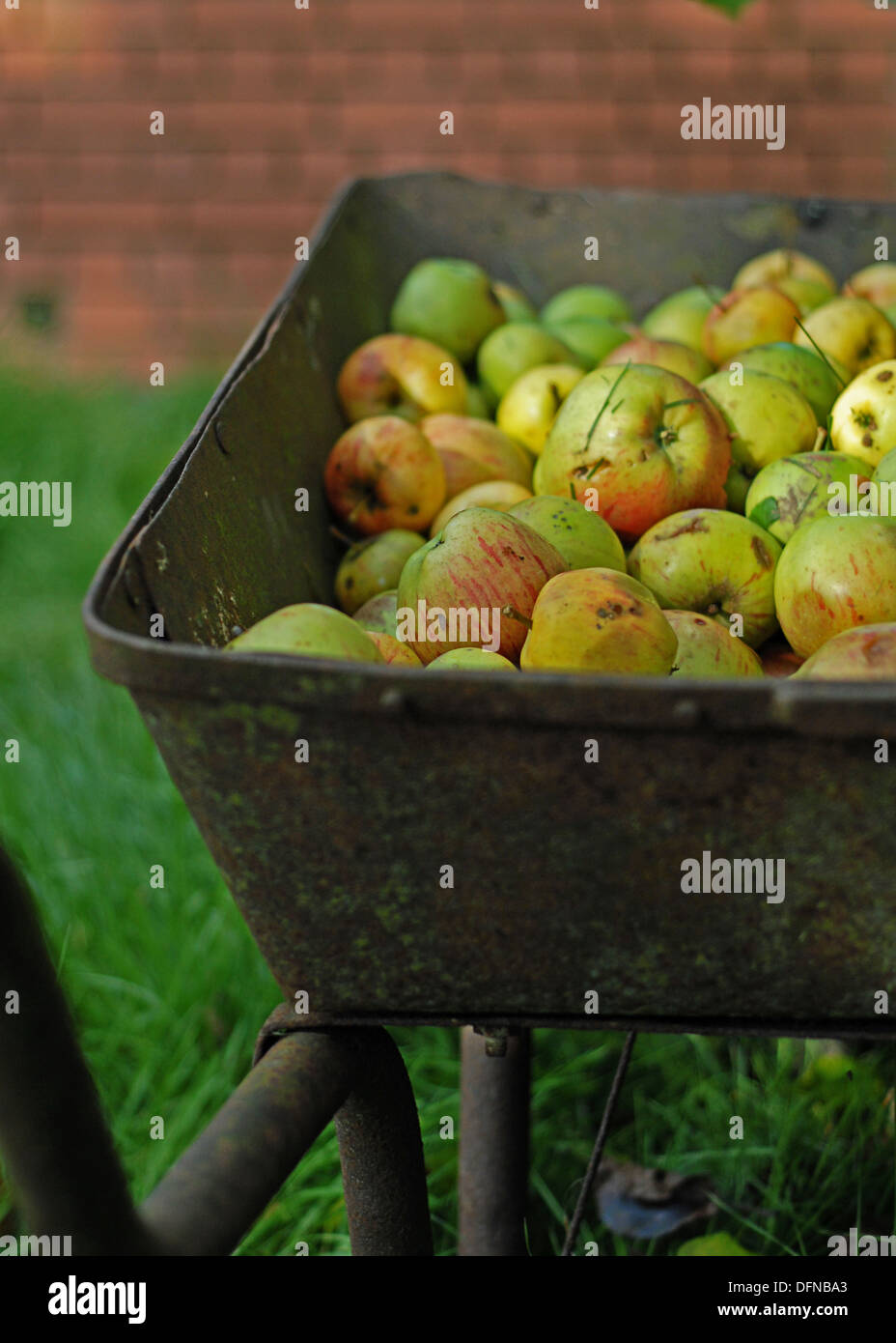 picked apples in a wheelbarrow in autumn Stock Photo