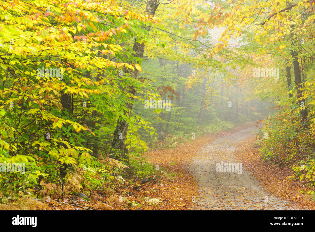 Sandwich, New Hampshire, USA. 7th October 2013. Leaves change color in the White Mountain National Forest along Sandwich Notch Road in Sandwich, New Hampshire USA on Monday October 7, 2013 during peak autumn foliage. Credit:  Erin Paul Donovan/Alamy Live News Stock Photo