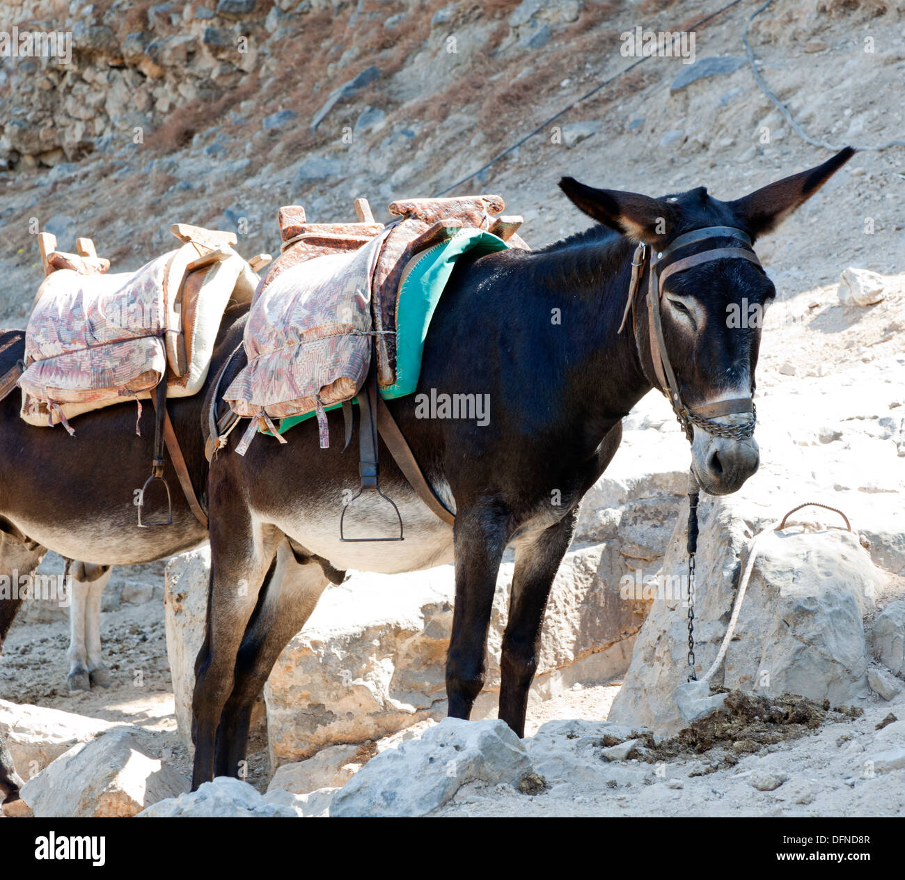 Donkeys Lindos Rhodes Greek Islands Greece Stock Photo Alamy