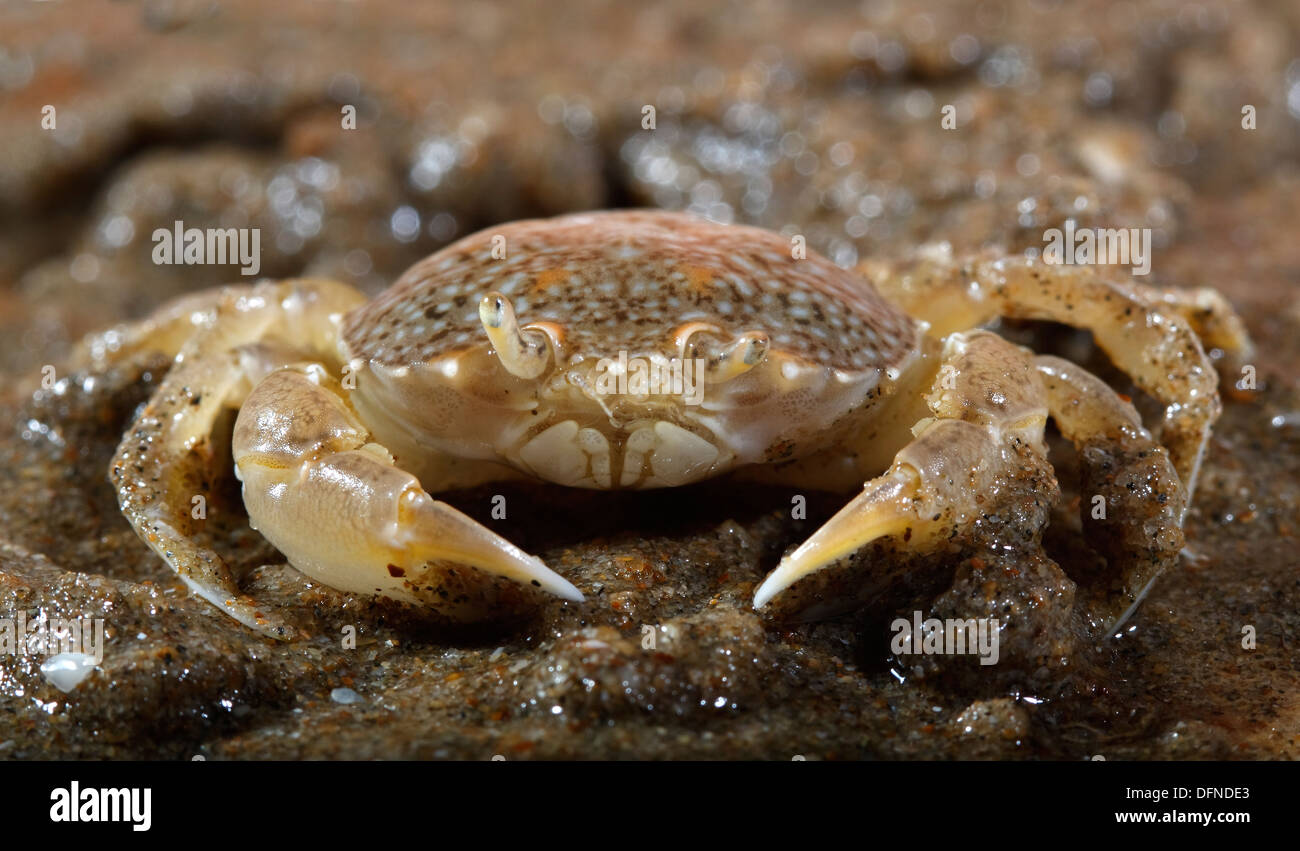 small sand crab foreground live in loneliness Stock Photo - Alamy