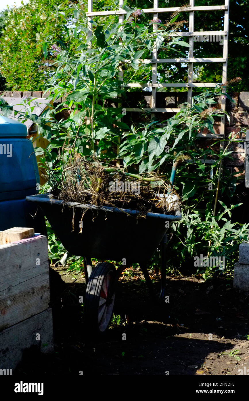 garden wheelbarrow loaded with weeds in a garden Stock Photo