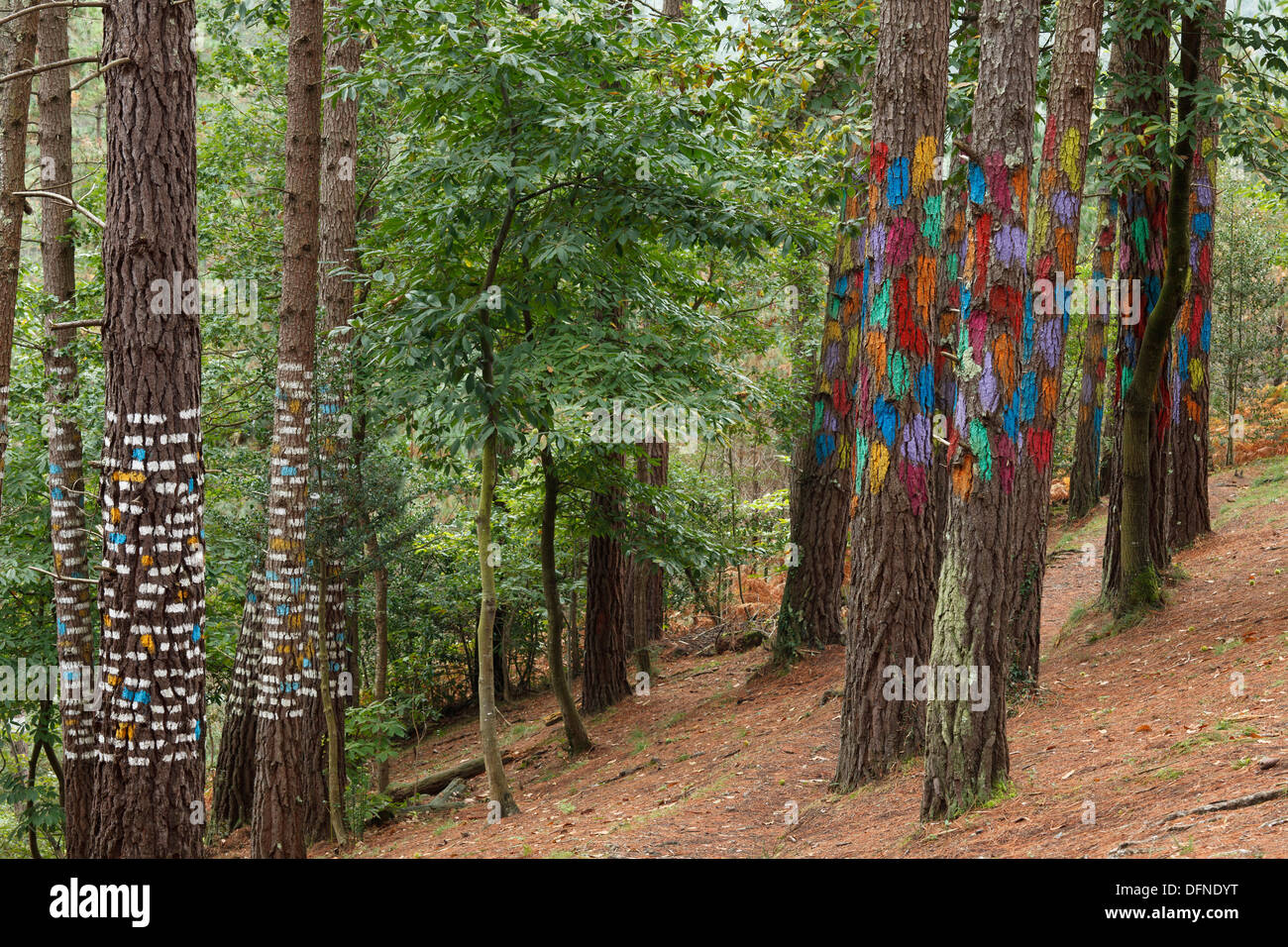 Painted trunks of trees, El bosque pintado de Oma, El bosque animado de Oma, Evocacion al mundo atomico del puntilismo, evocatio Stock Photo