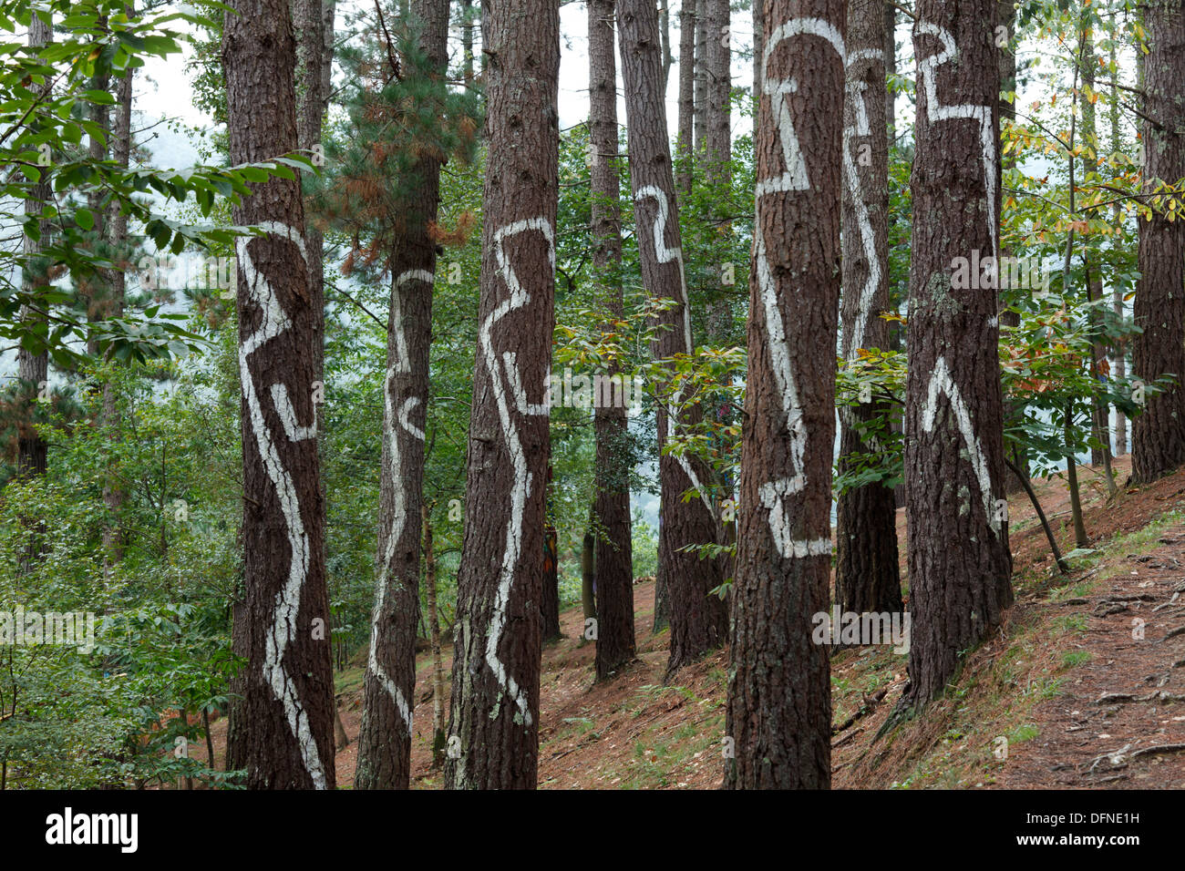 Painted trunks of trees, El bosque pintado de Oma, El bosque animado de Oma, Convivencia de las figuras y de las rayas del minim Stock Photo