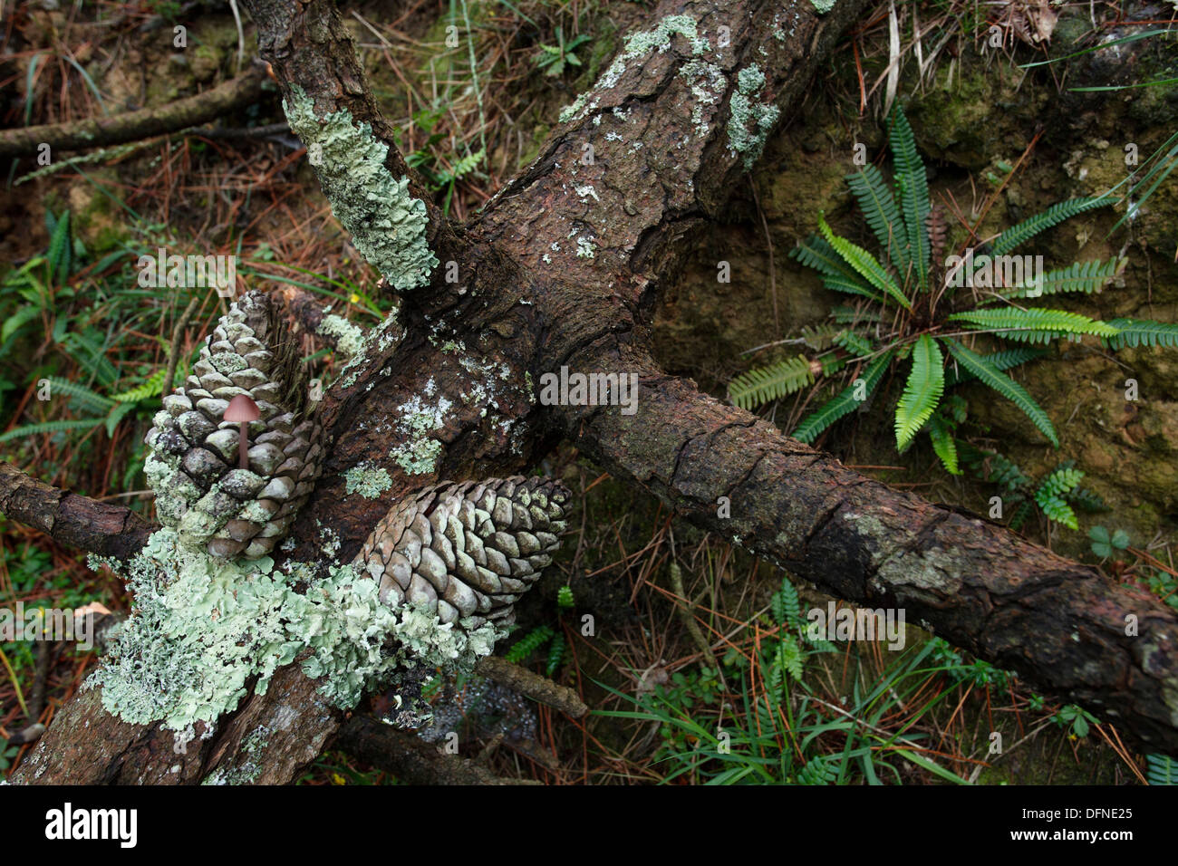 Branch with pine cones on the forest soil, El bosque animado de Oma, Kortezubi, Guernica, natural reserve of Urdaibai, province Stock Photo