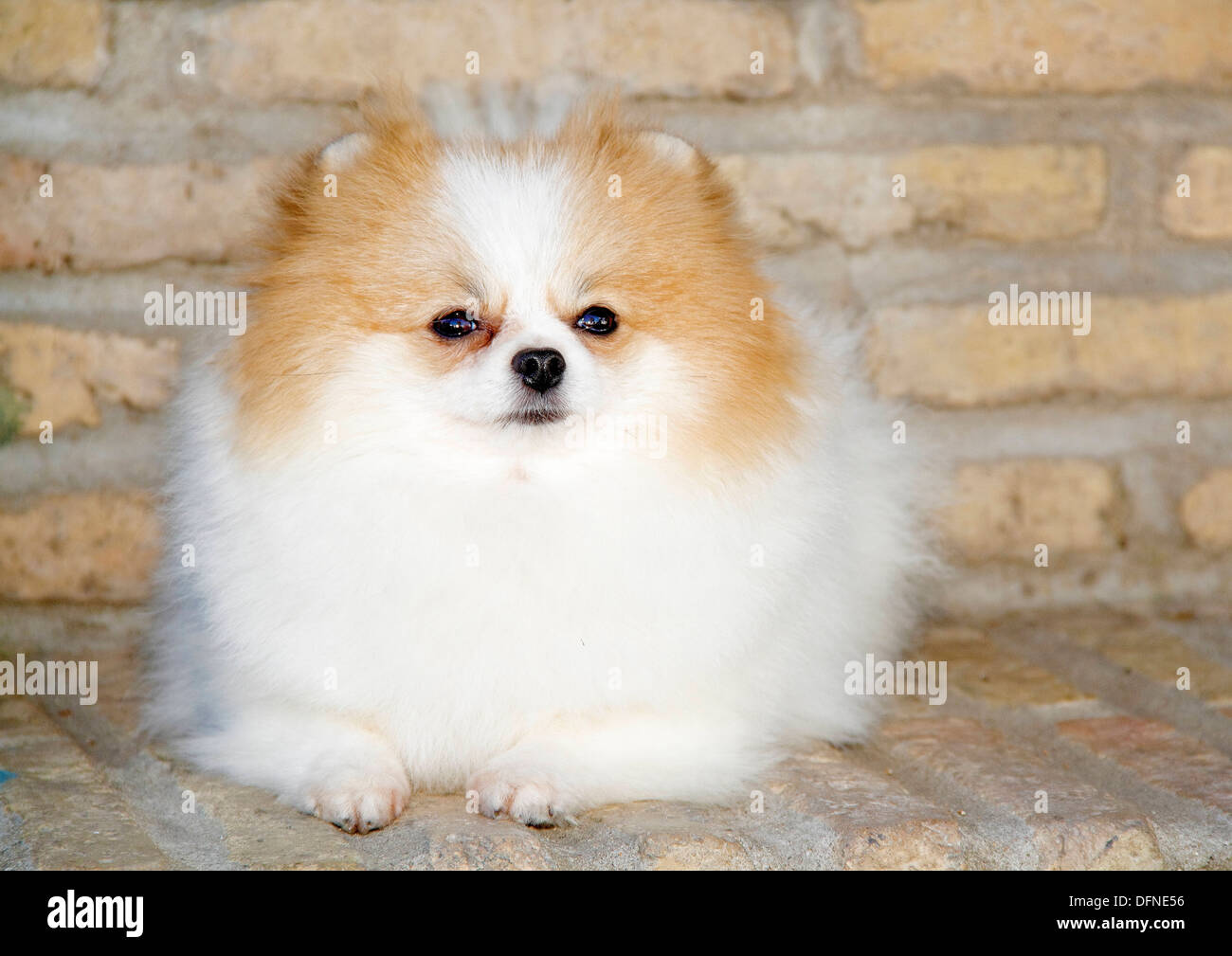 Pomeranian breed lulu posing for the camera Stock Photo Alamy