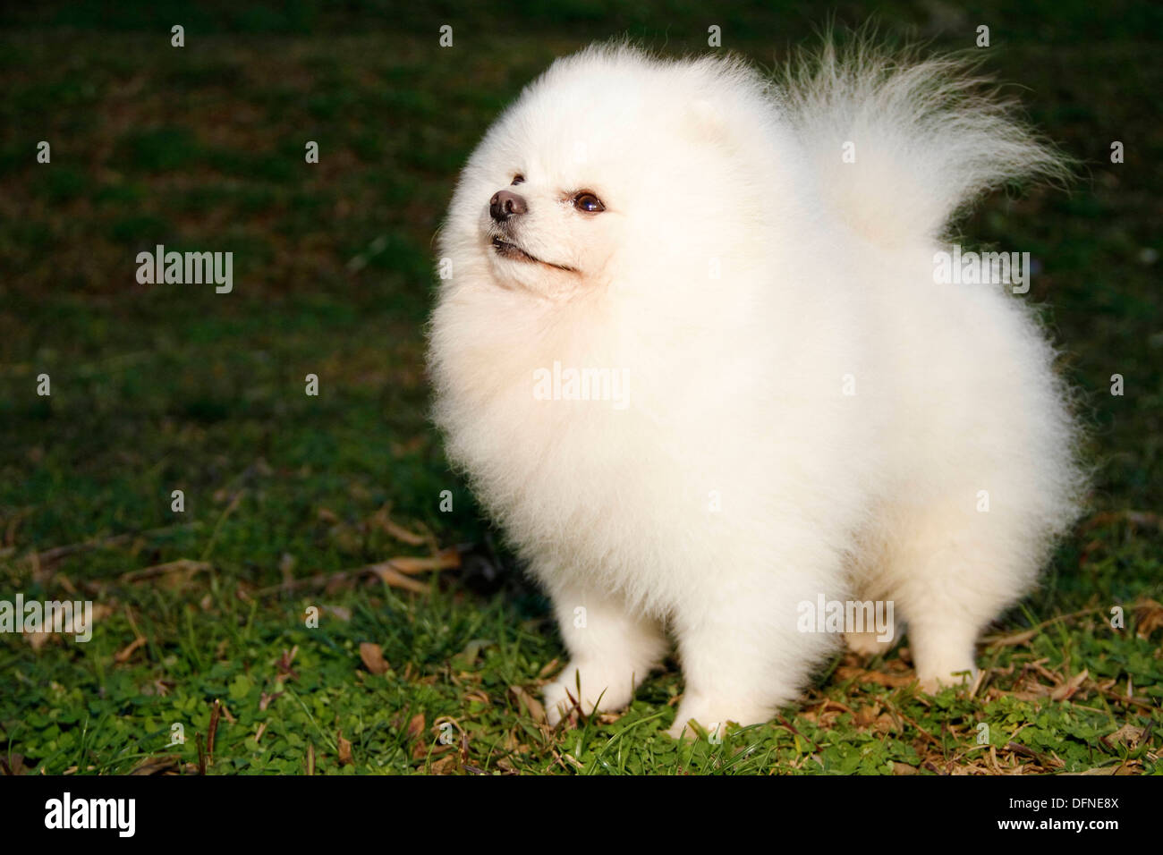 Pomeranian breed lulu posing for the camera Stock Photo Alamy