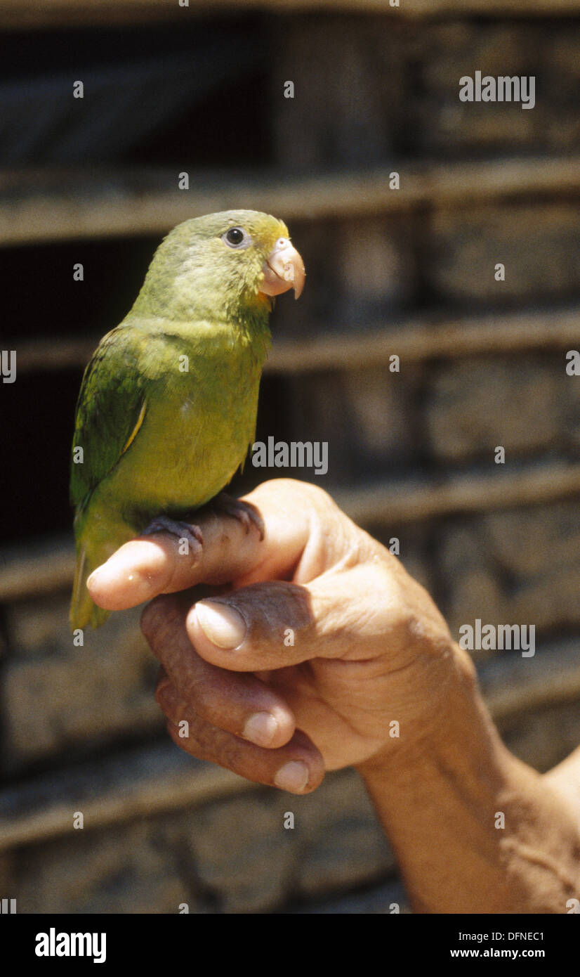 local pet stores that sell birds