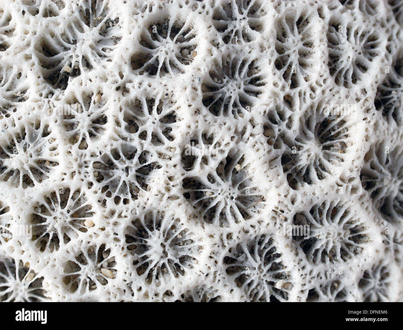 Detail of dead coral skeleton (probably family Faviidae) showing