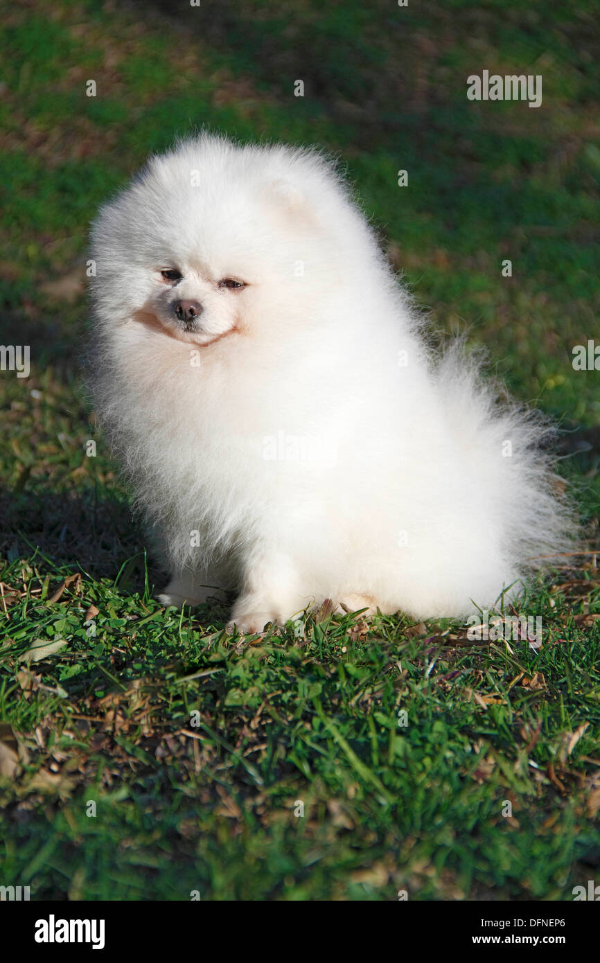 Pomeranian breed lulu posing for the camera Stock Photo Alamy