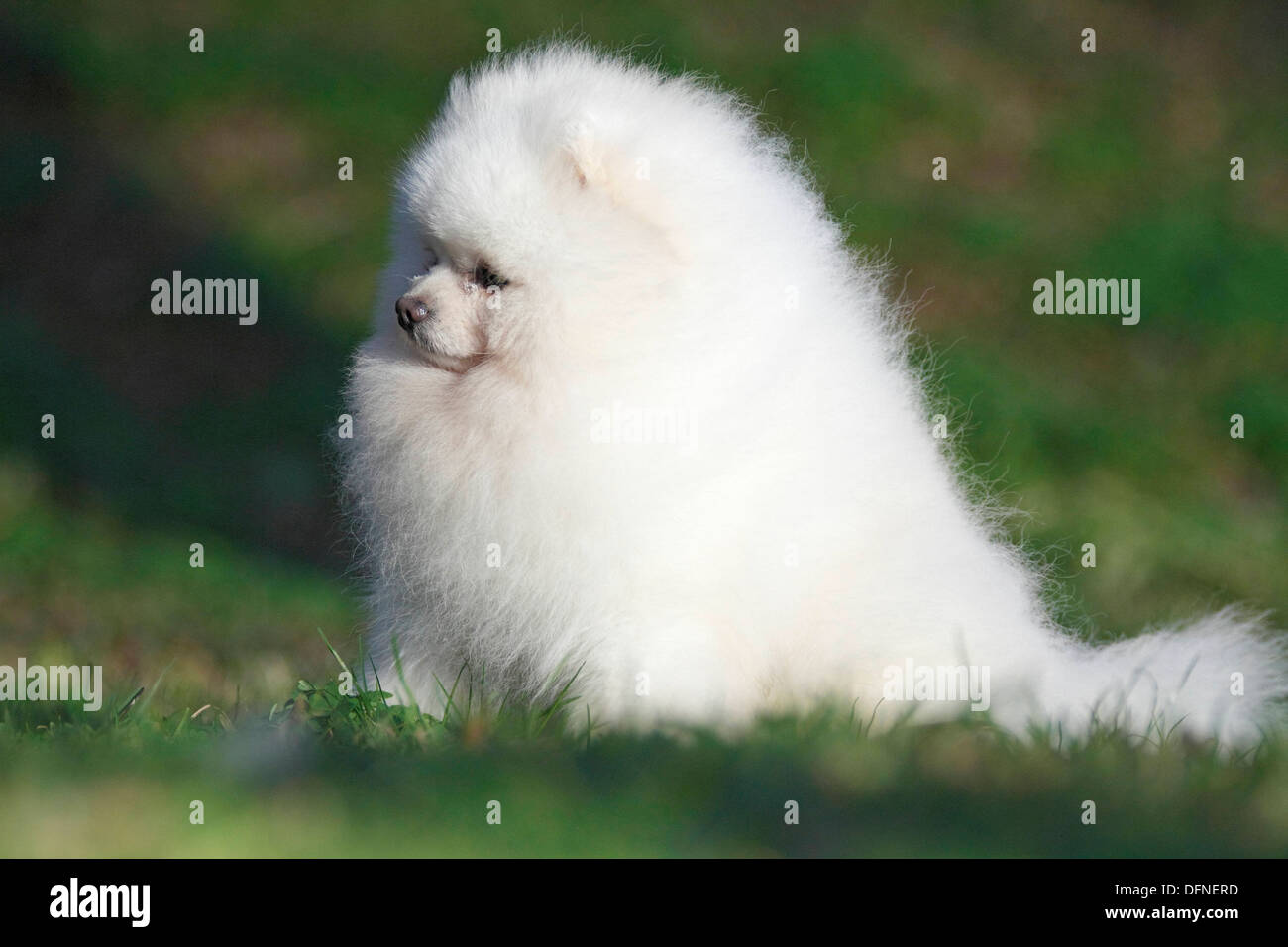 Lulu The Pomeranian High Resolution Stock Photography And Images Alamy
