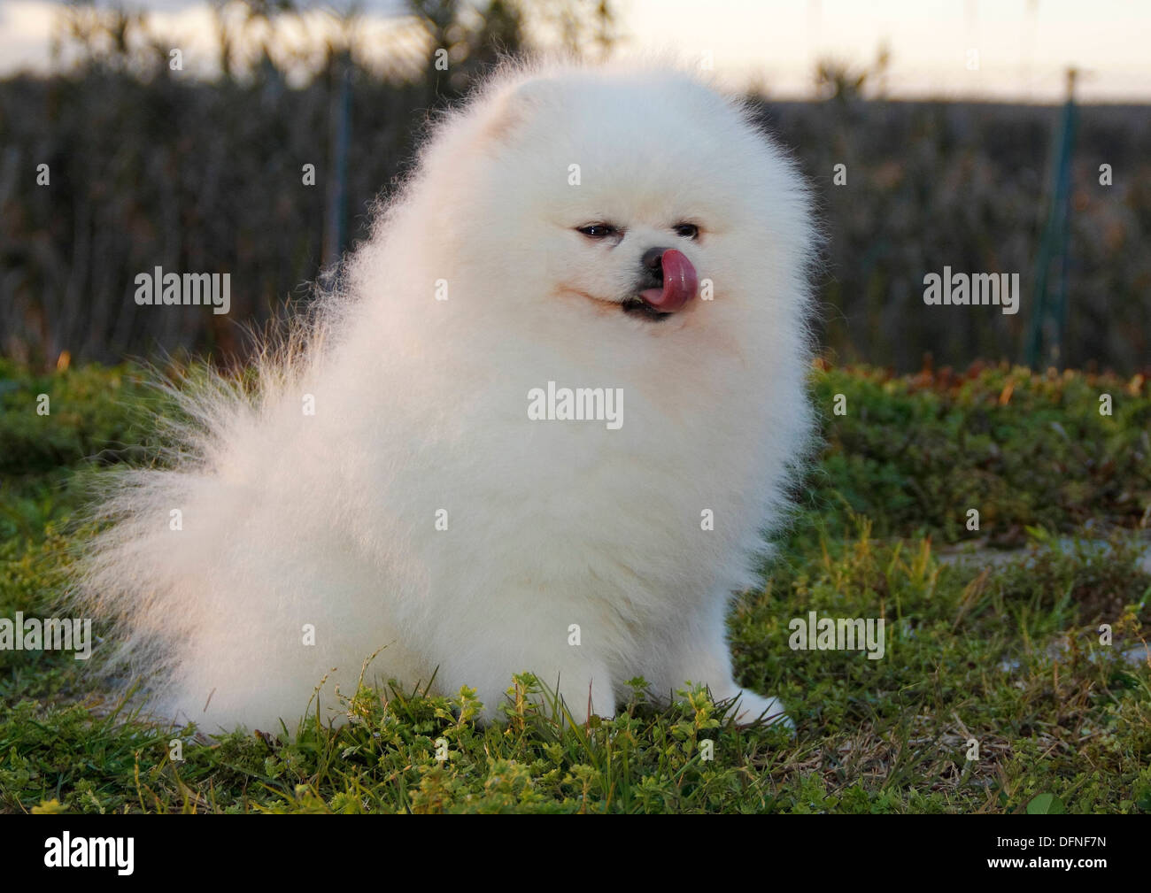 Pomeranian breed lulu posing for the camera Stock Photo Alamy