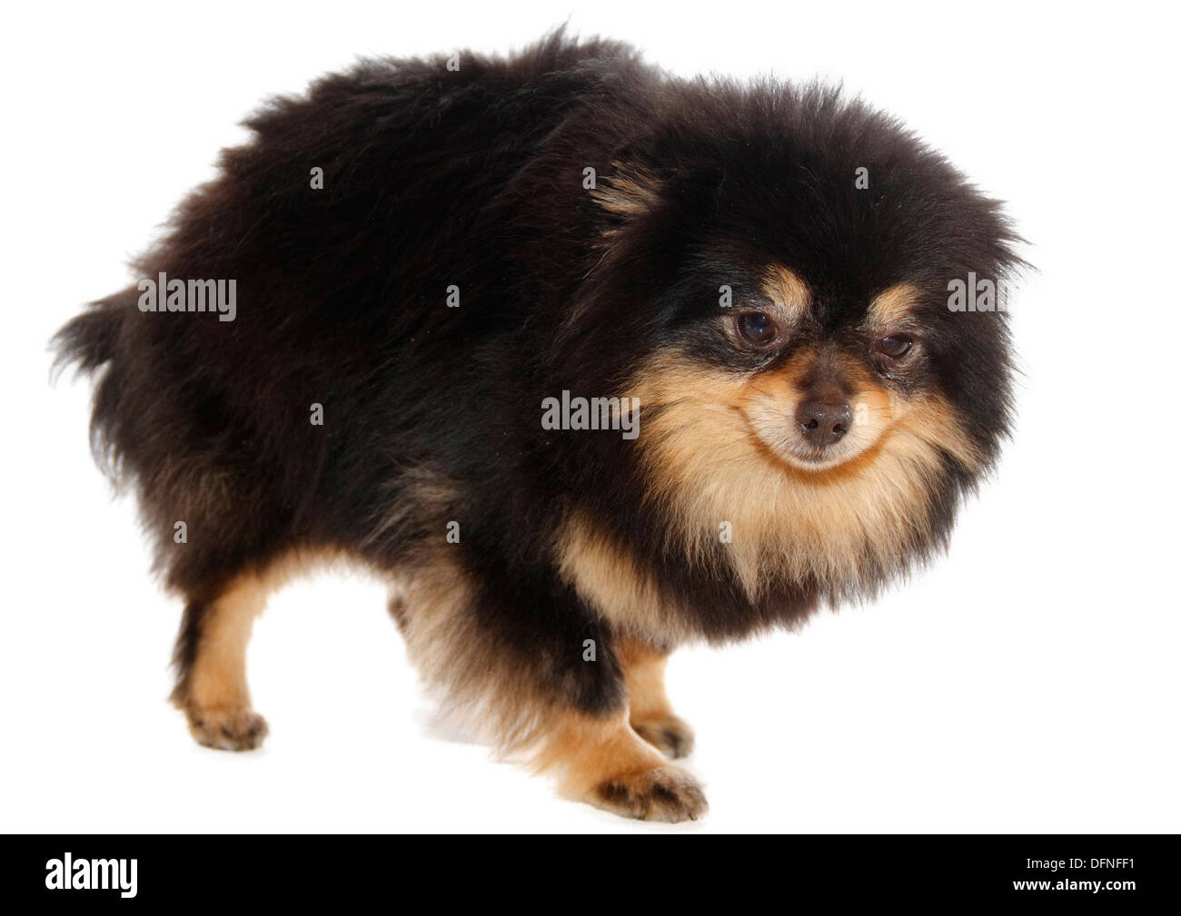 Pomeranian breed lulu posing for the camera Stock Photo Alamy