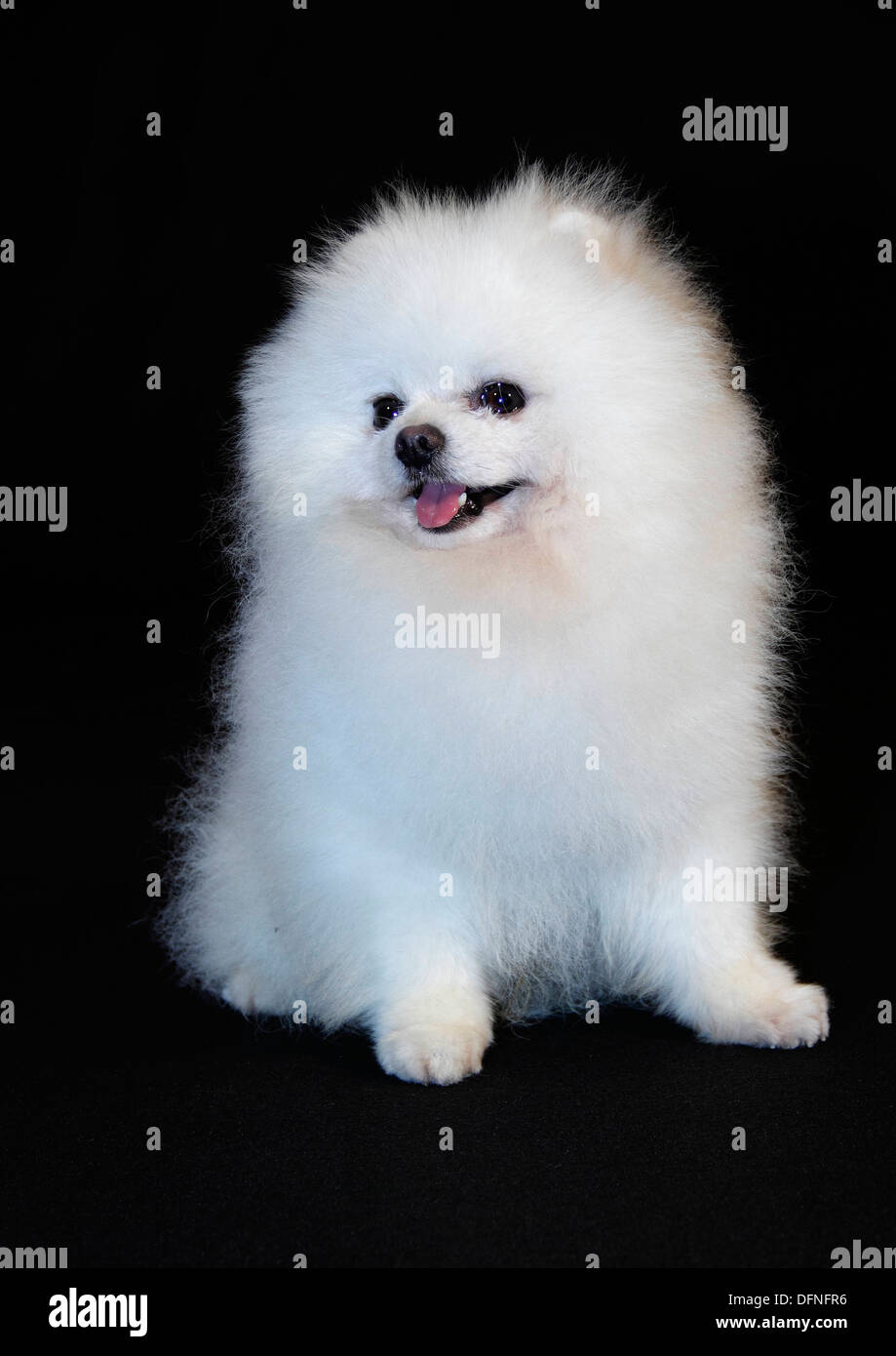Pomeranian breed lulu posing for the camera Stock Photo Alamy