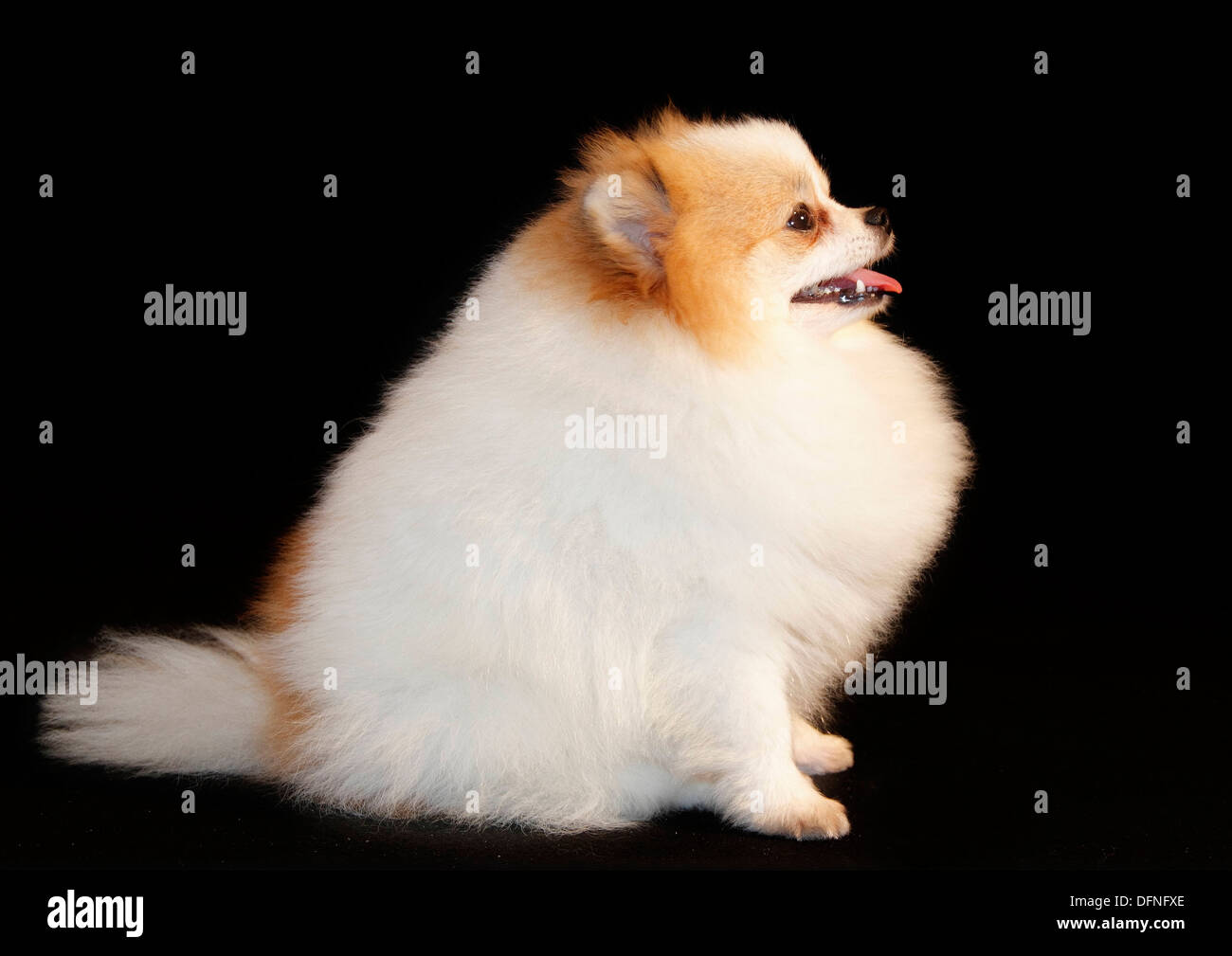 Pomeranian breed lulu posing for the camera Stock Photo Alamy