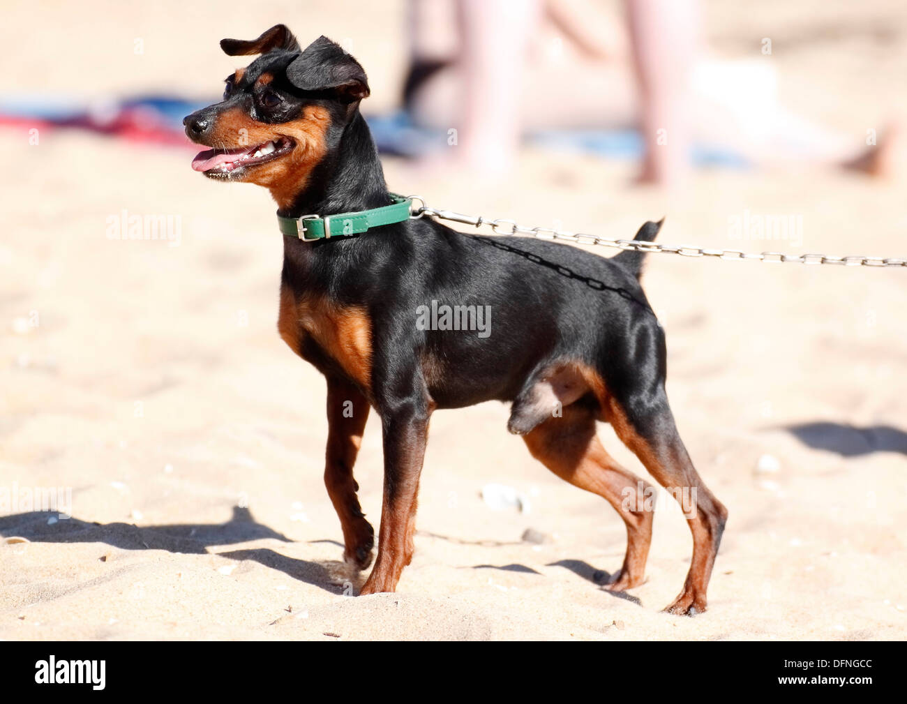 miniature pinscher with chain on the beach Stock Photo