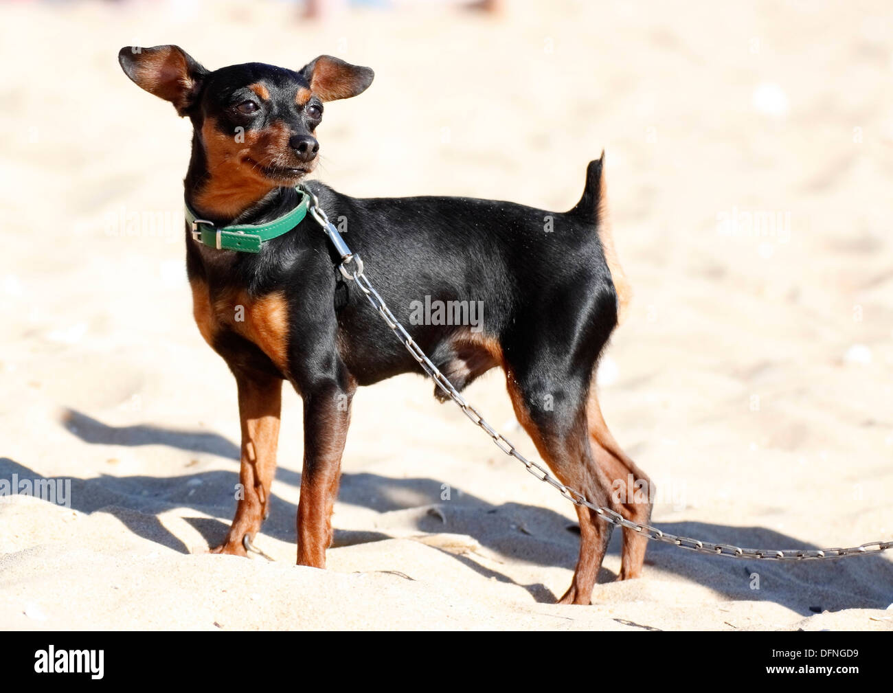 miniature pinscher with chain on the beach Stock Photo