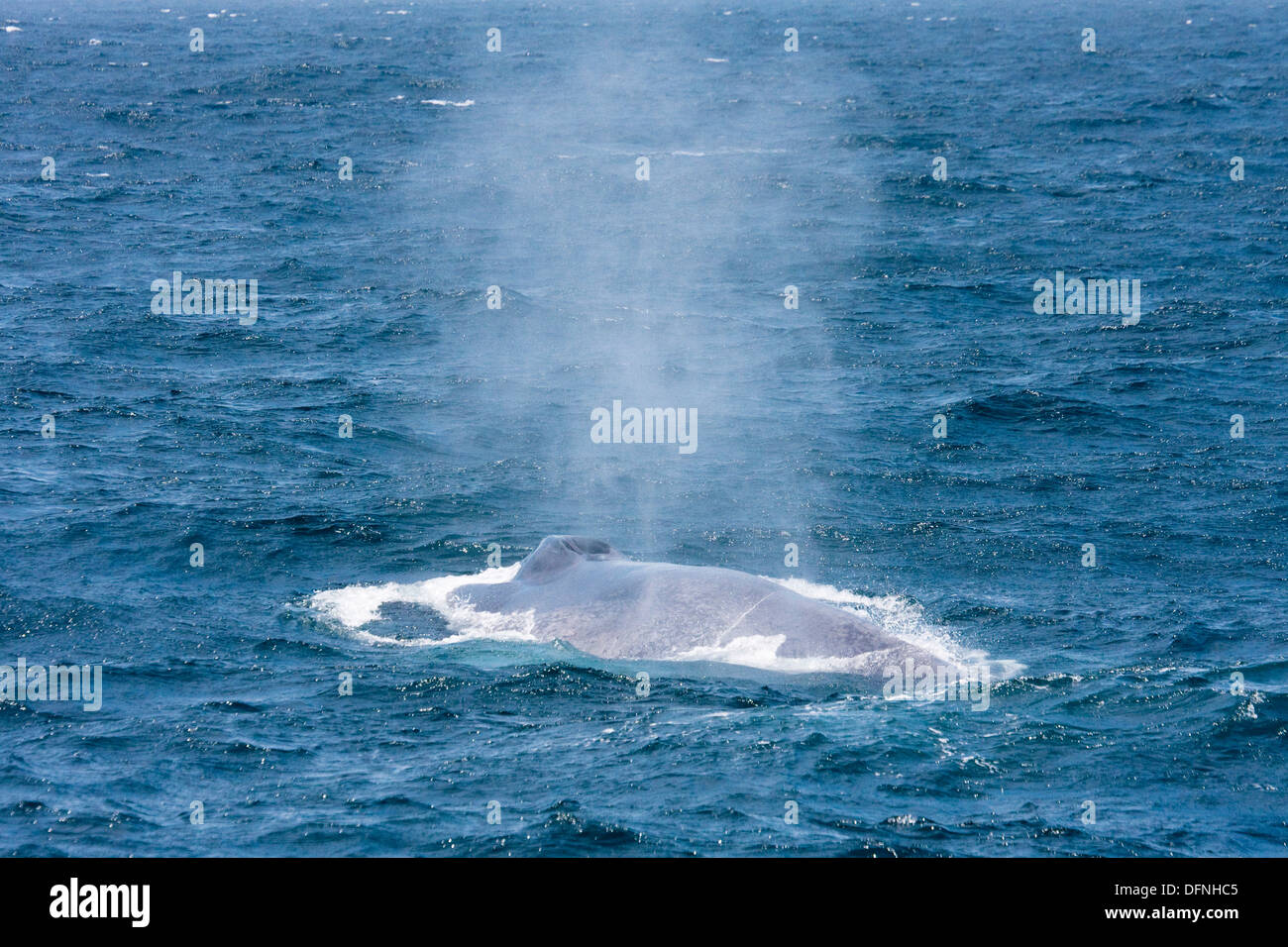 Blue whale spout Blue whale spouts are singlecolumn spout up to 12