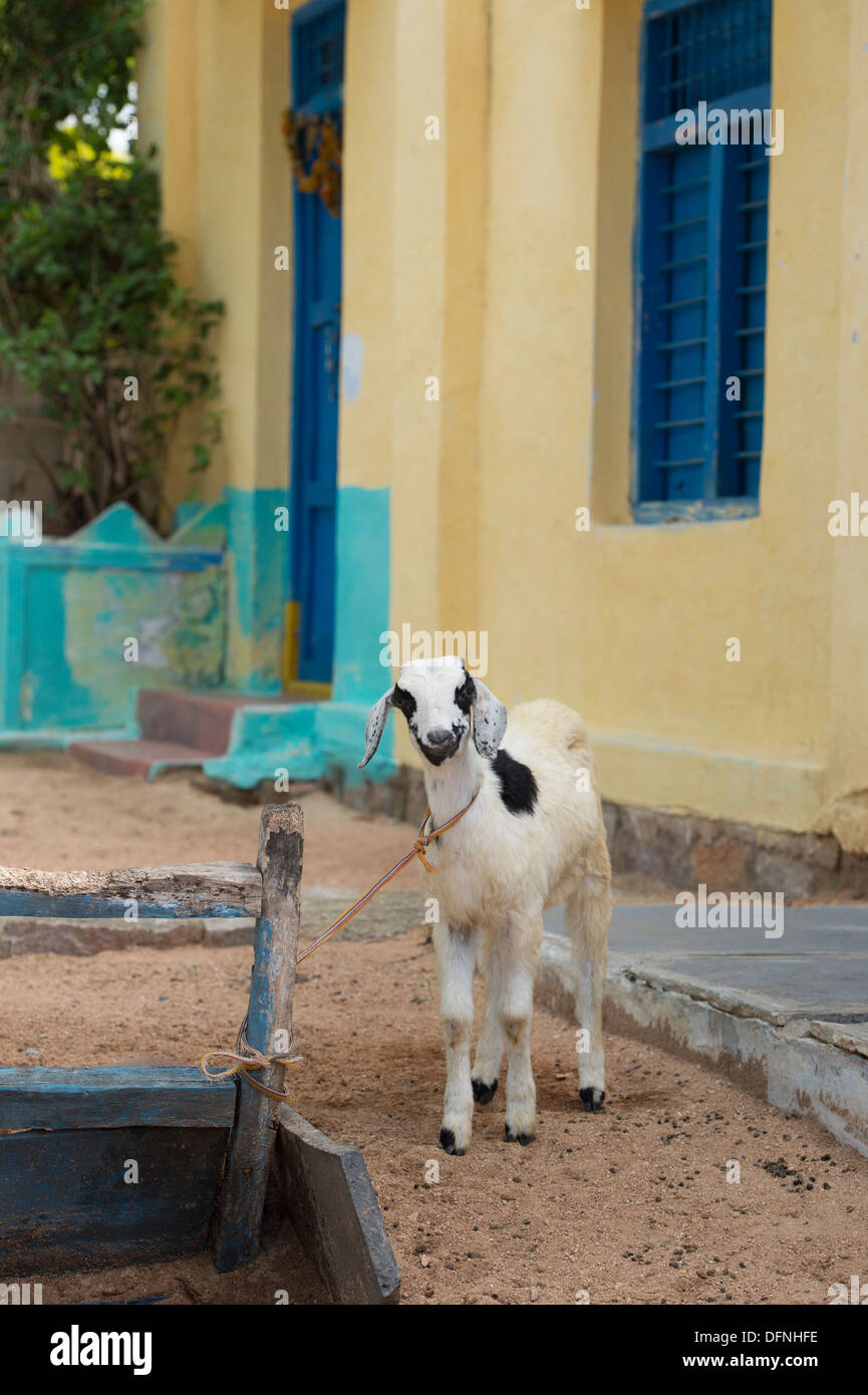 Indian kid goat in a rural indian village. Andhra Pradesh, India Stock Photo