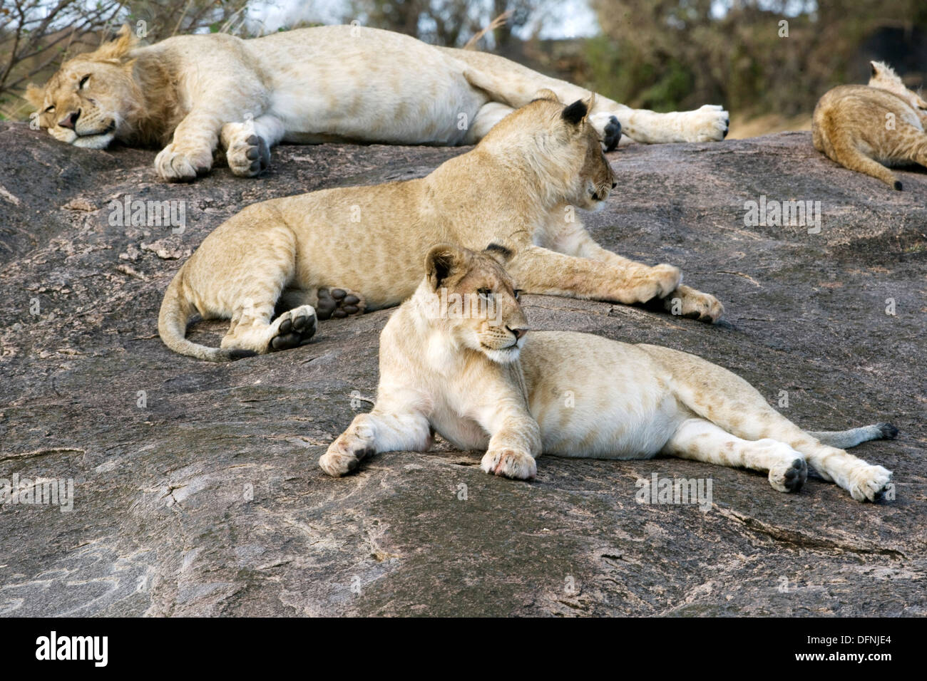 Lion pride Masai Mara - Kenya Stock Photo - Alamy