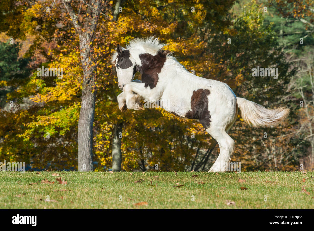 Gypsy Vanner horse weanling rearing up Stock Photo