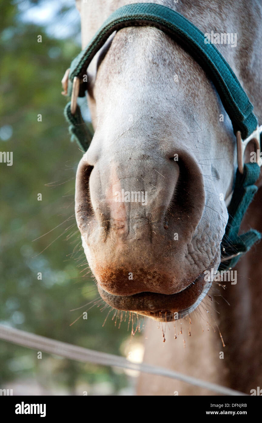 Horse mouth and nose hires stock photography and images Alamy