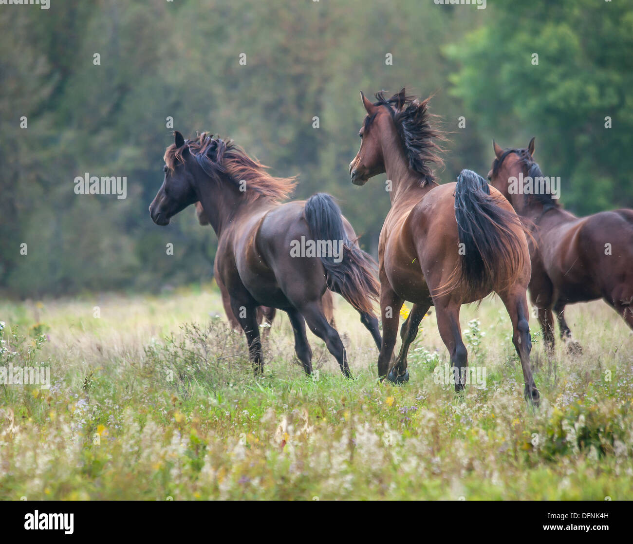 Tennessee Walker horses Stock Photo
