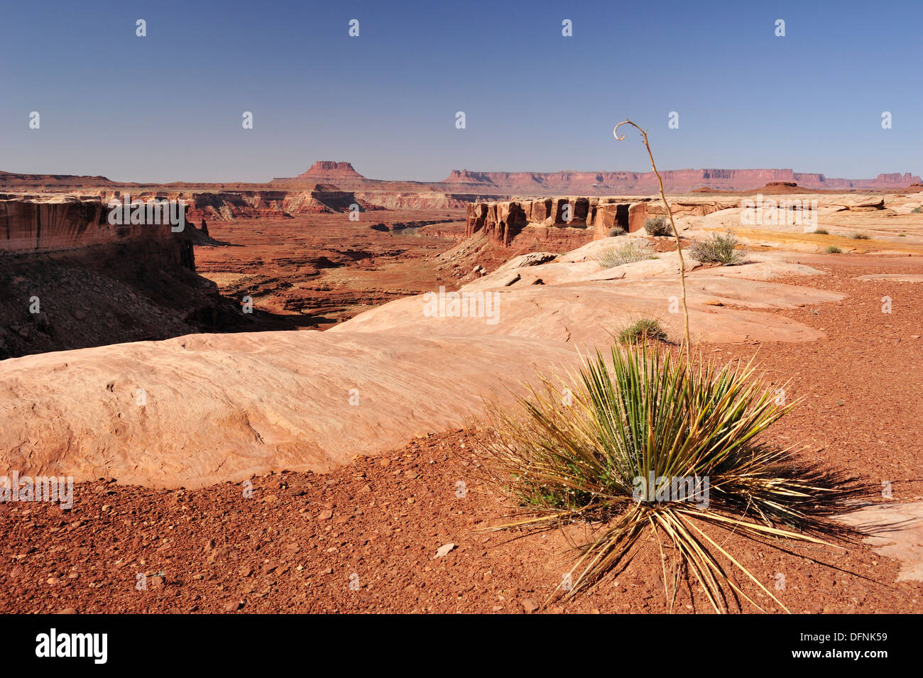 Agave at brim of White Rim Drive, White Rim Trail, view over Green River Canyon, Island in the Sky, Canyonlands National Park, M Stock Photo