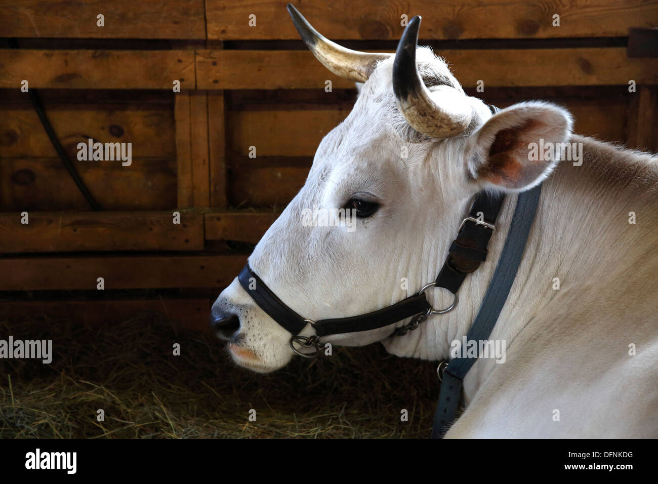 Ox, Fryeburg Fair, Fryeburg, Maine, USA Stock Photo