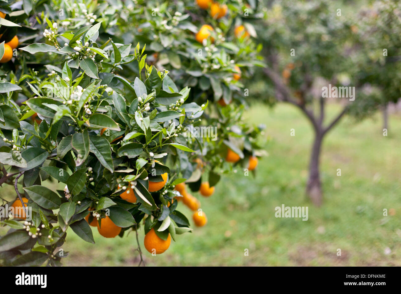 Orange trees in a garden, Tramantura, Soller, Mallorca, Spain Stock Photo