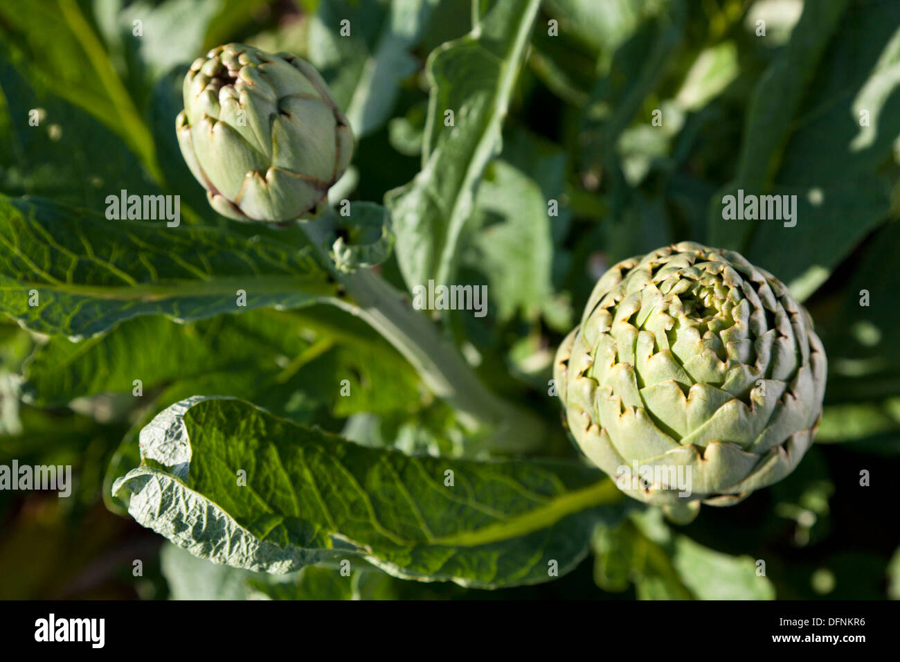 Artichoke, harvest, agriculture, lowlands Es Pla, near Sa Pobla