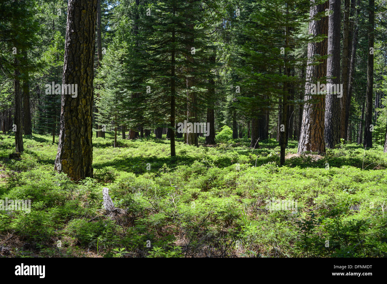Summer nature green forest hi-res stock photography and images - Alamy