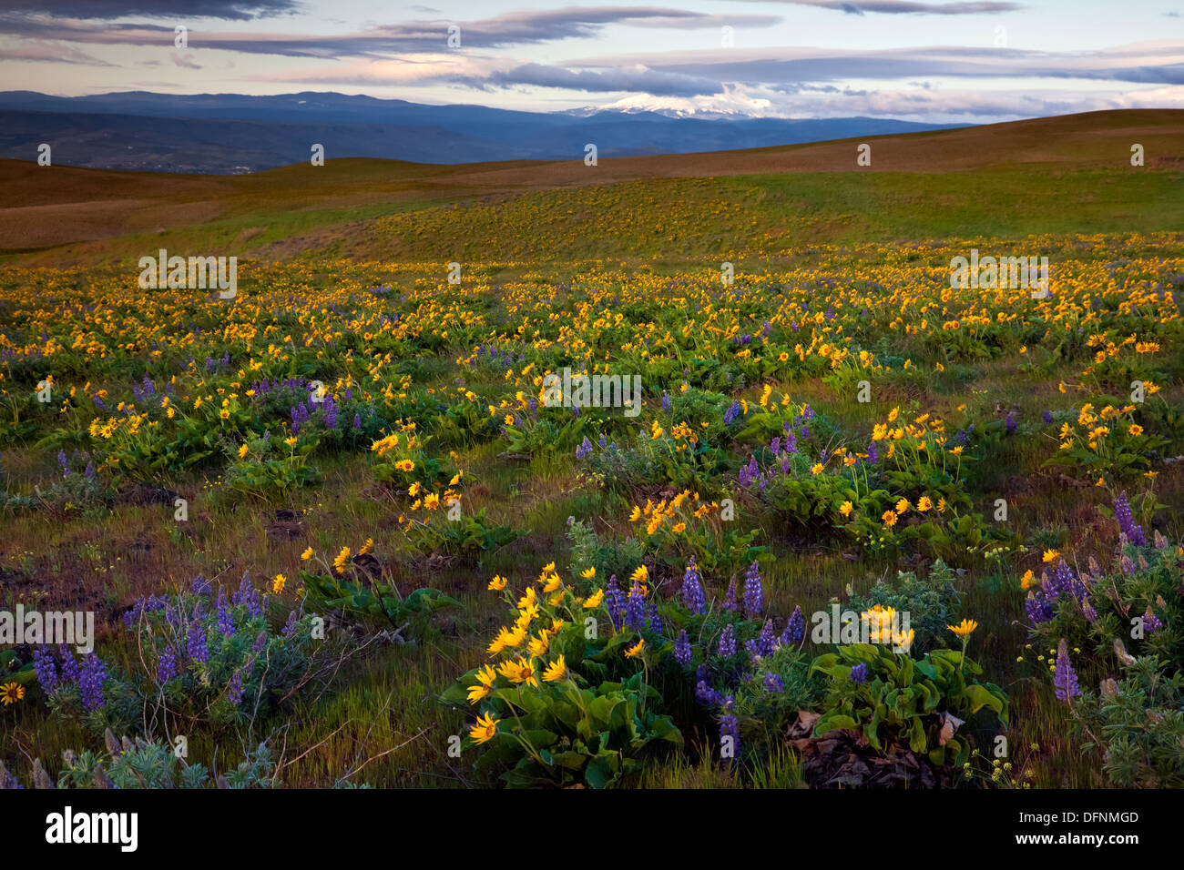 Lupine and balsamroot blooming in meadows overlooking the Columbia River from Dalles Mountain in Columbia Hills State Park. Stock Photo