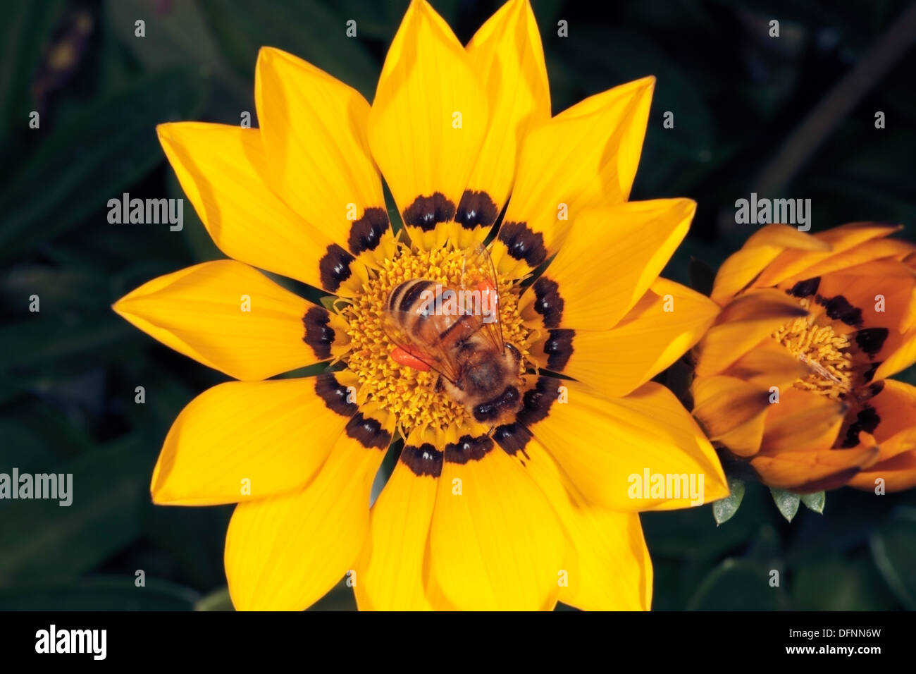 South african daisy bees hires stock photography and images Alamy
