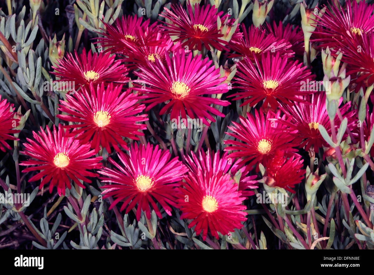 Red Lampranthus / Trailing Ice plant / Vygie Lampranthus