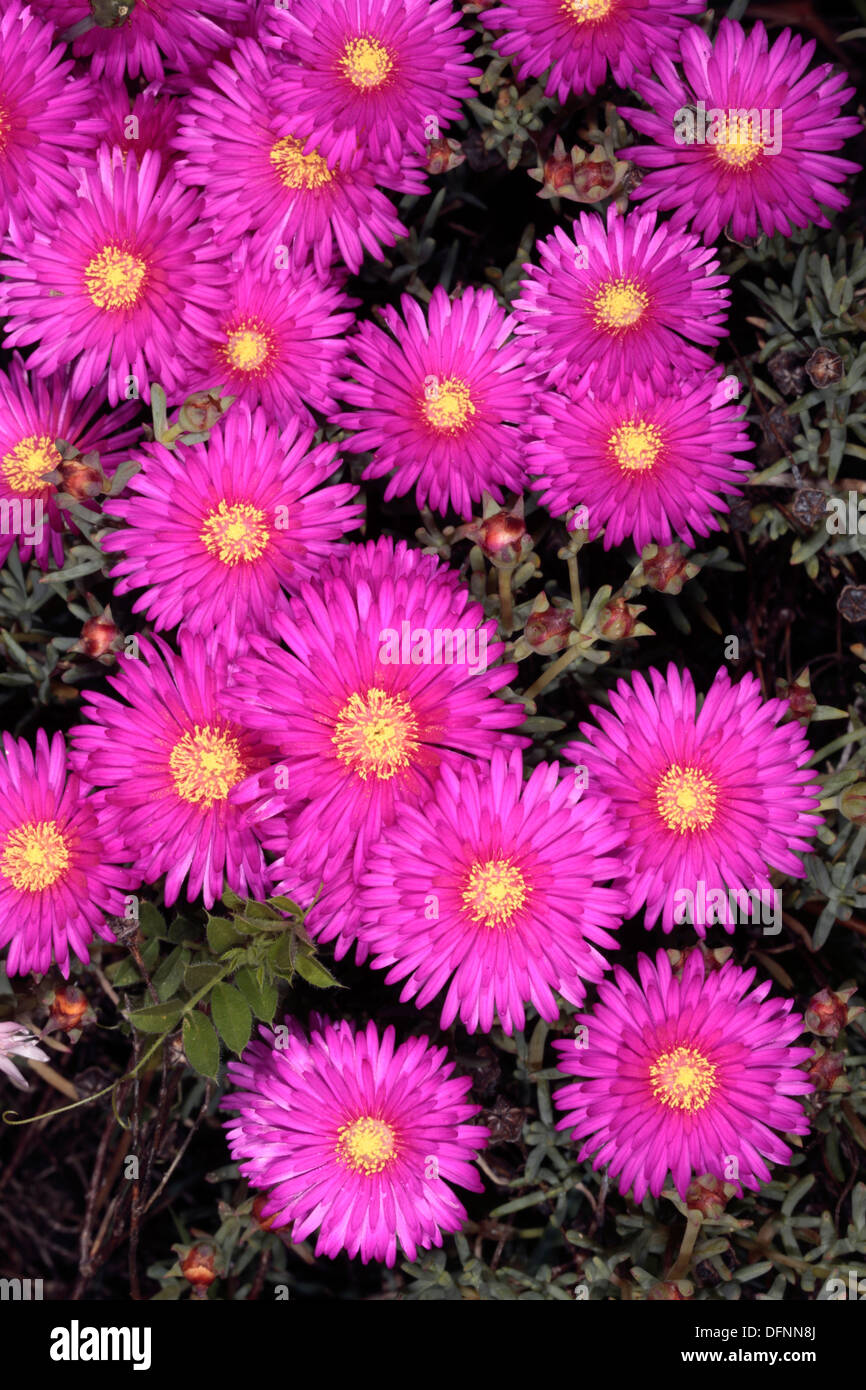 Pink Lampranthus / Trailing Ice plant / Vygie- Lampranthus-Family Aizoaceae Stock Photo