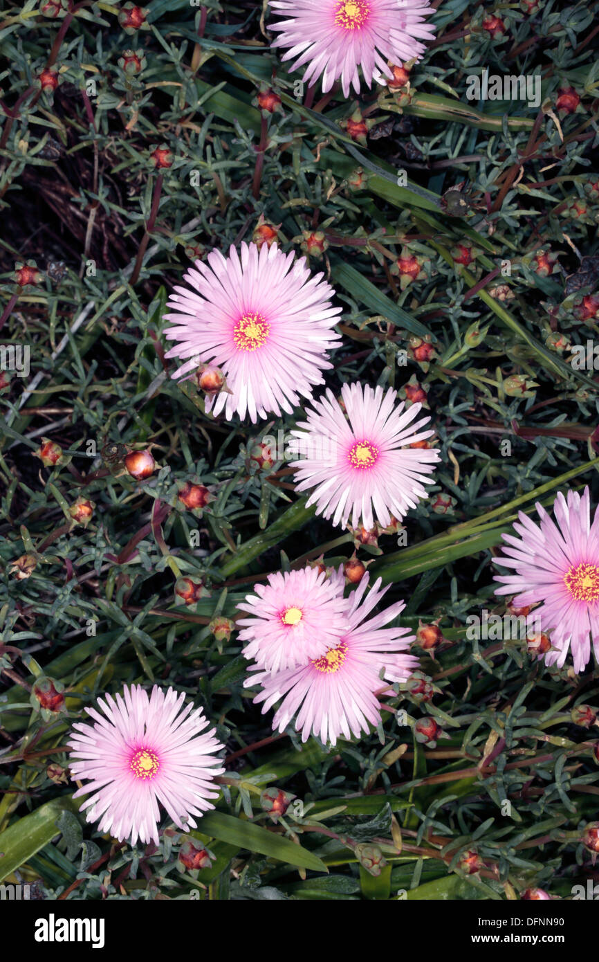 Pale Pink Lampranthus / Trailing Ice plant / Vygie- Lampranthus-Family