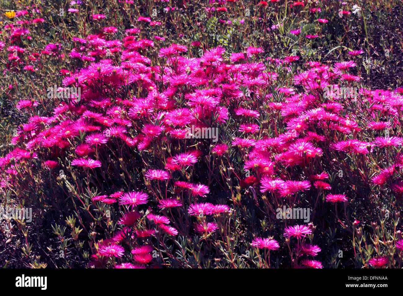 Dark Pink Lampranthus/ Vygie flowers- Lampranthus-Family Aizoaceae Stock Photo