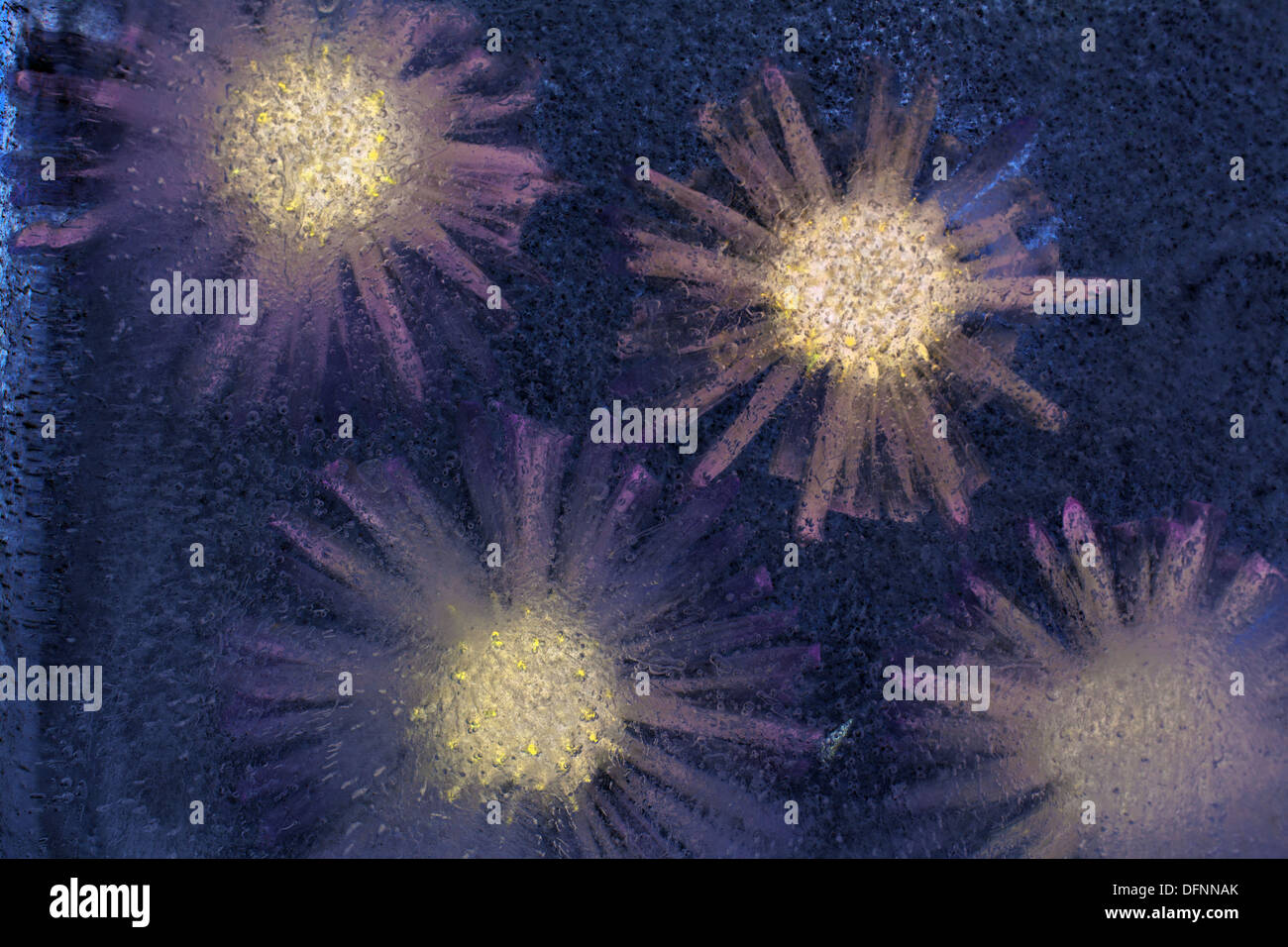 icy plants perinneal asters frozen into ice Stock Photo Alamy