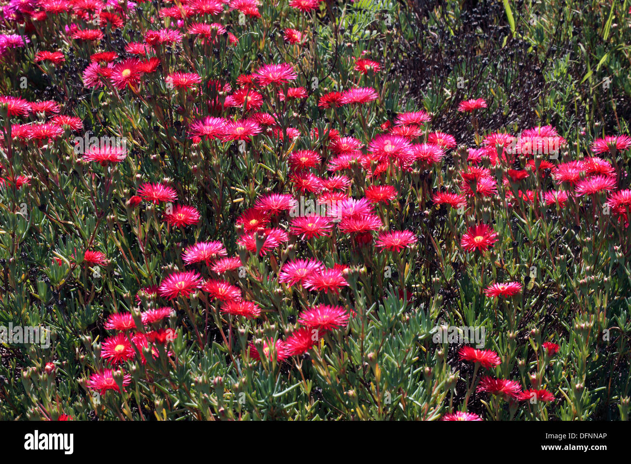 Red Lampranthus/ Vygie flowers- Lampranthus-Family Aizoaceae Stock Photo