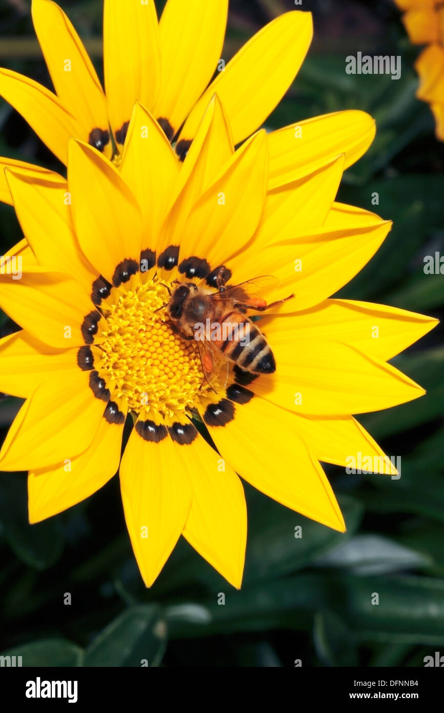 Gazania/Treasure Flower/and Honey Bee [Apis mellifera] collecting pollen Gazania krebsiana