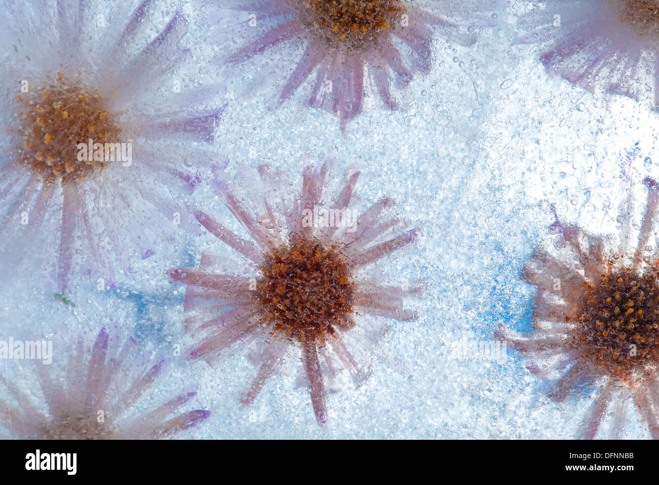 icy plants perinneal asters frozen into ice Stock Photo Alamy