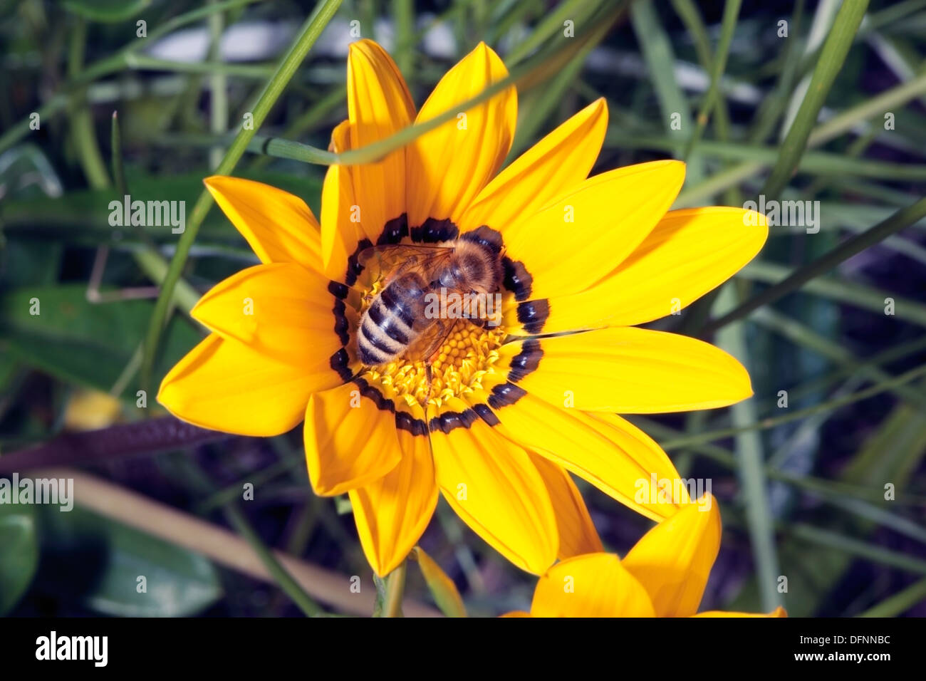 Australian native Blue Banded Bee Amegilla cingulata collecting pollen from Gazania/Treasure