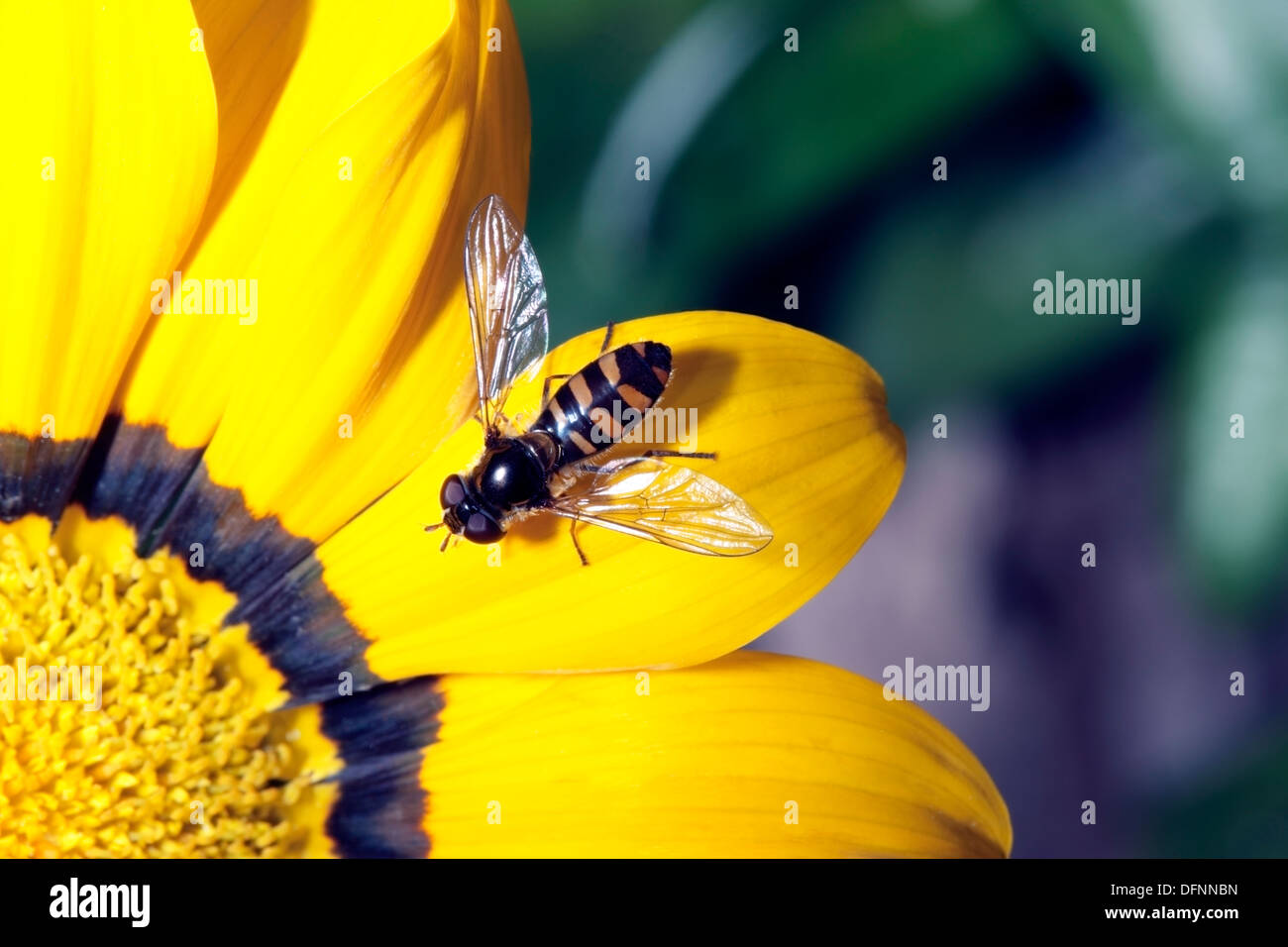 Close-up of Australian Common Hover / Flower Fly collecting pollen from Daisy - Melangyna viridiceps - Family Syrphidae Stock Photo