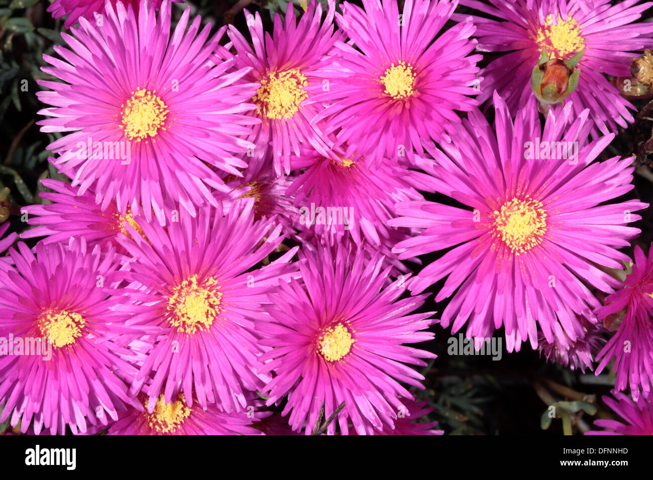 Pink Lampranthus / Trailing Ice plant / Vygie- Lampranthus-Family